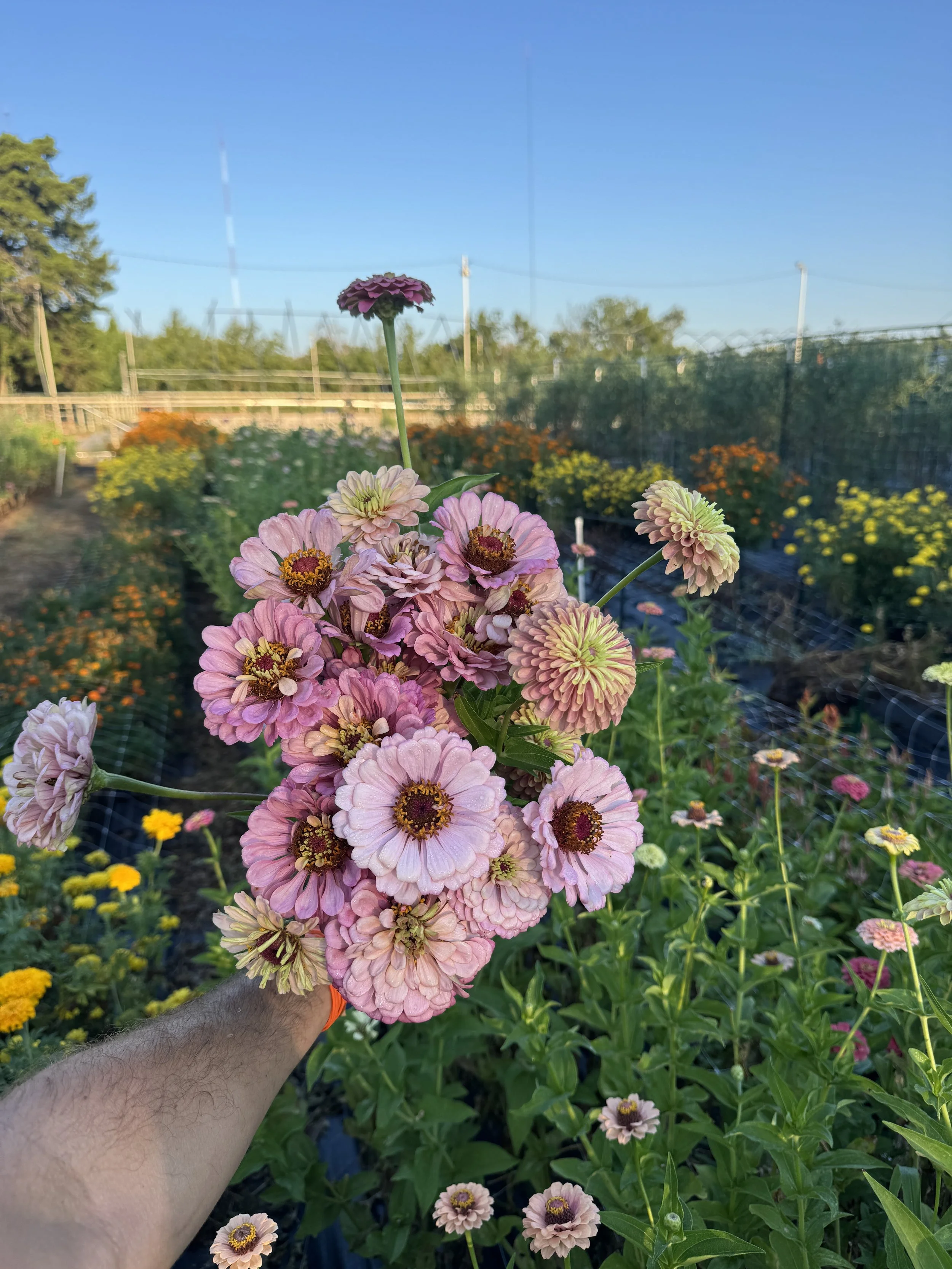 The Flower Club- Summer