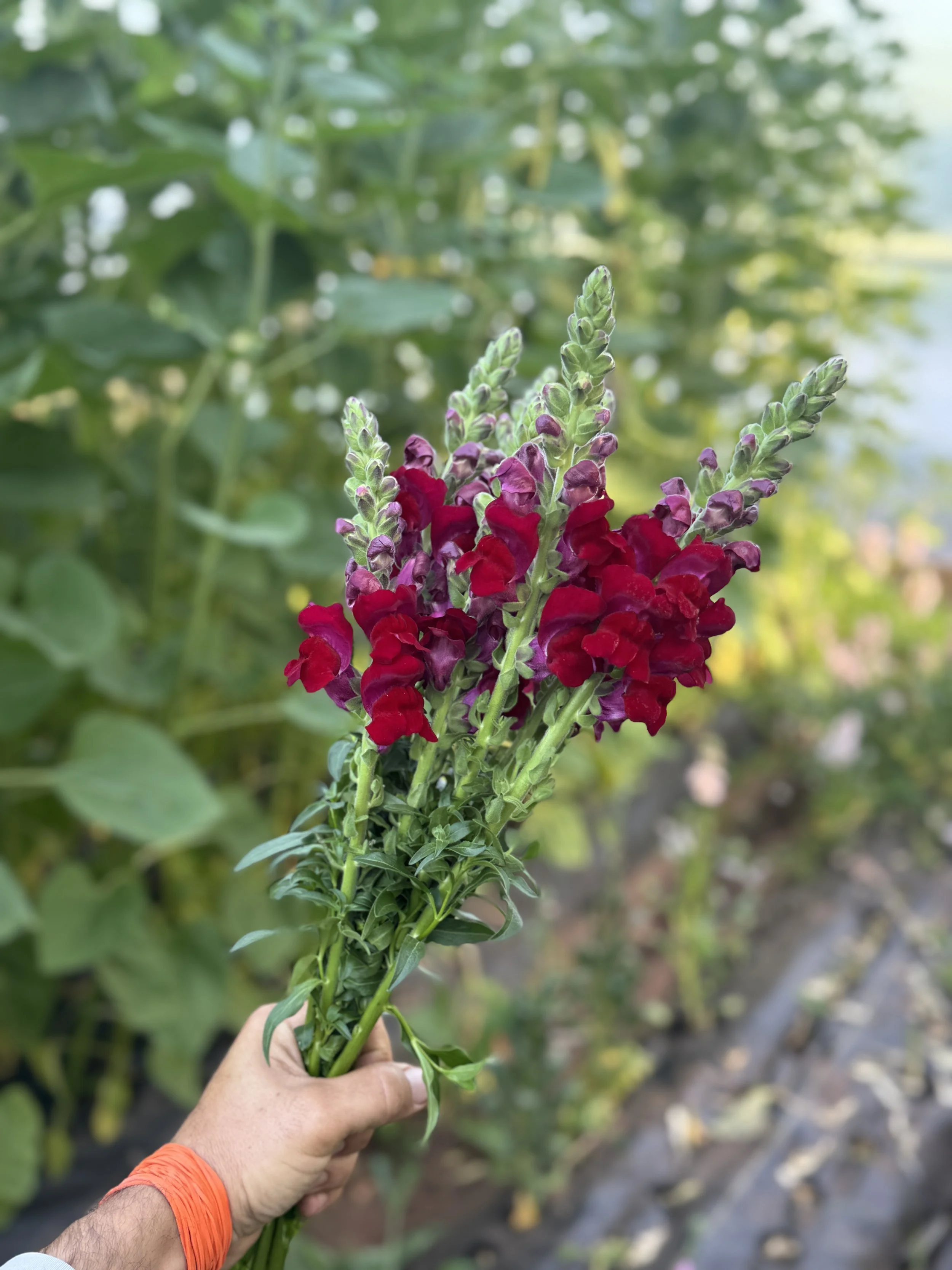 IMG_4489.jpg (Copy) (Copy)