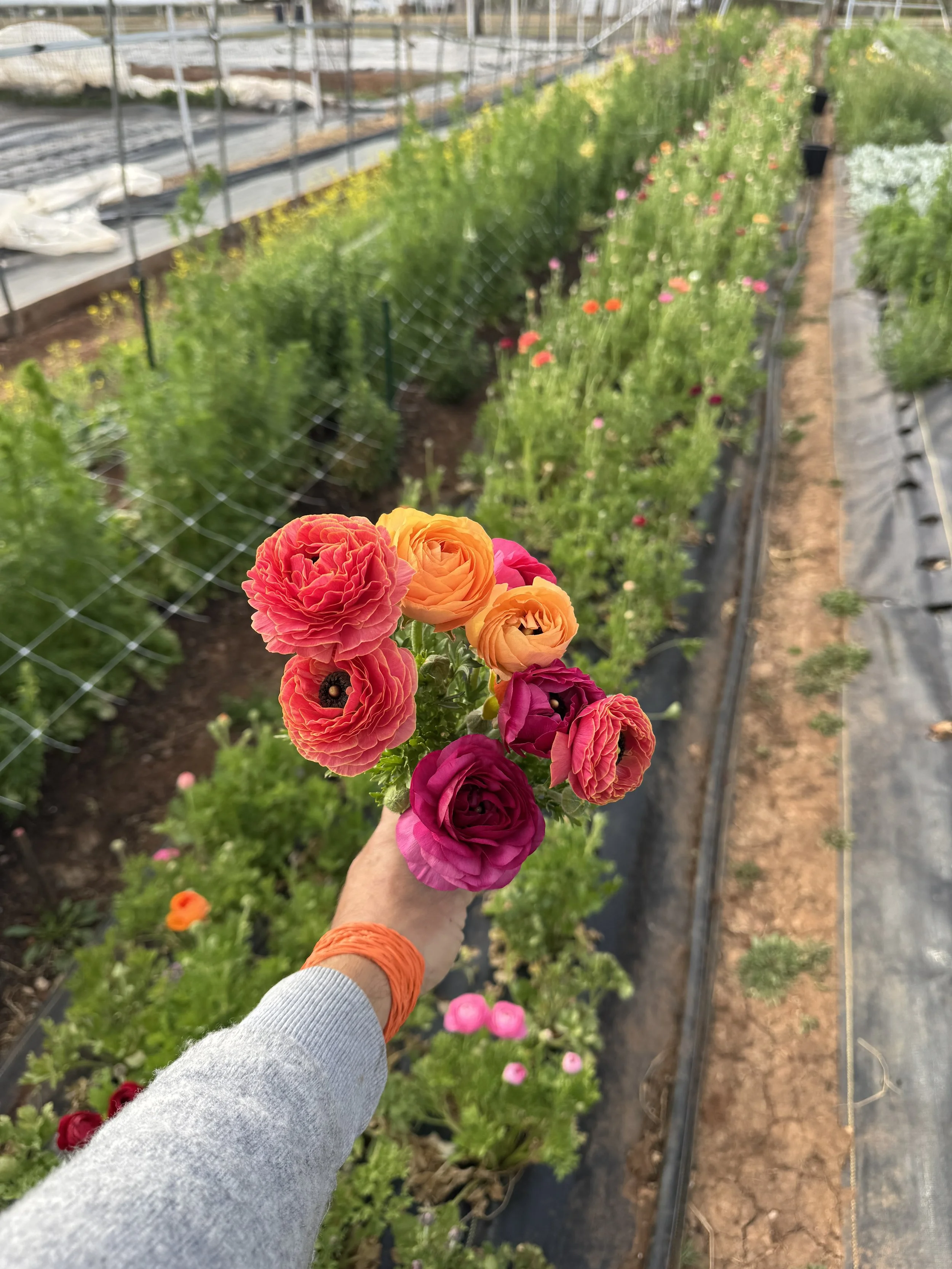 The Flower Club- Spring