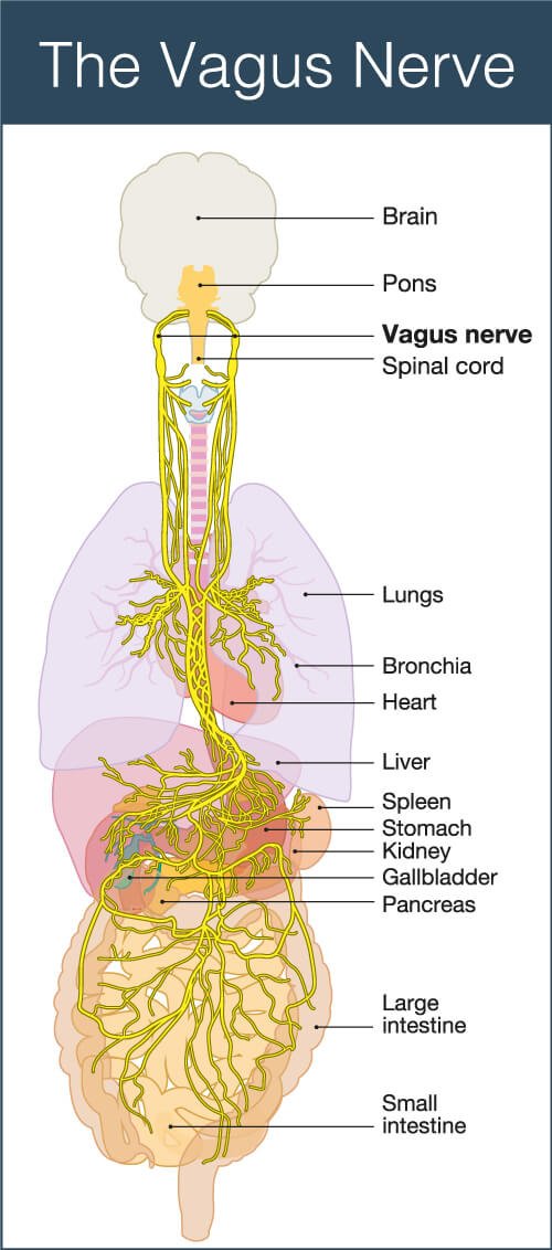 The Vagus nerve and how important is it to my overall Health?