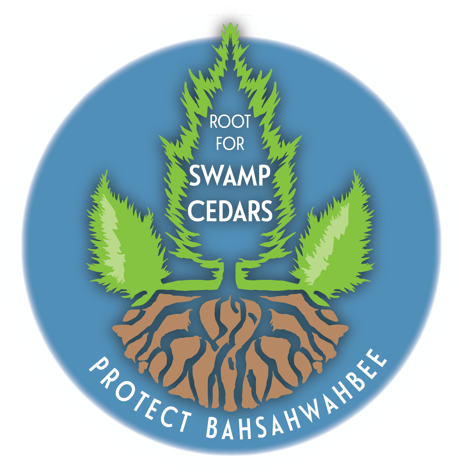 Root for the Swamp Cedars