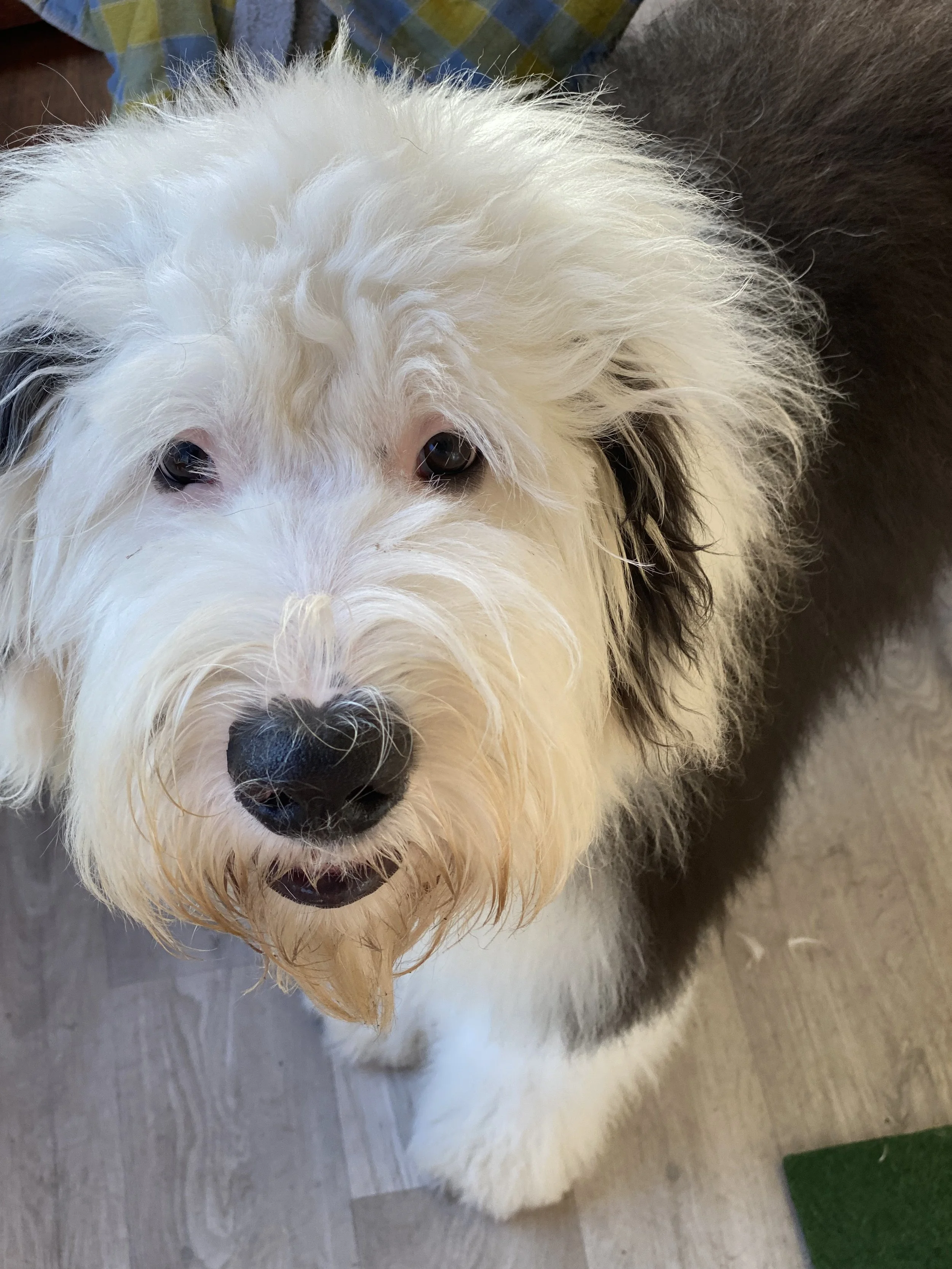 Close-up of a fluffy, white dog with dark eyes and a black nose, looking up at the camera.
