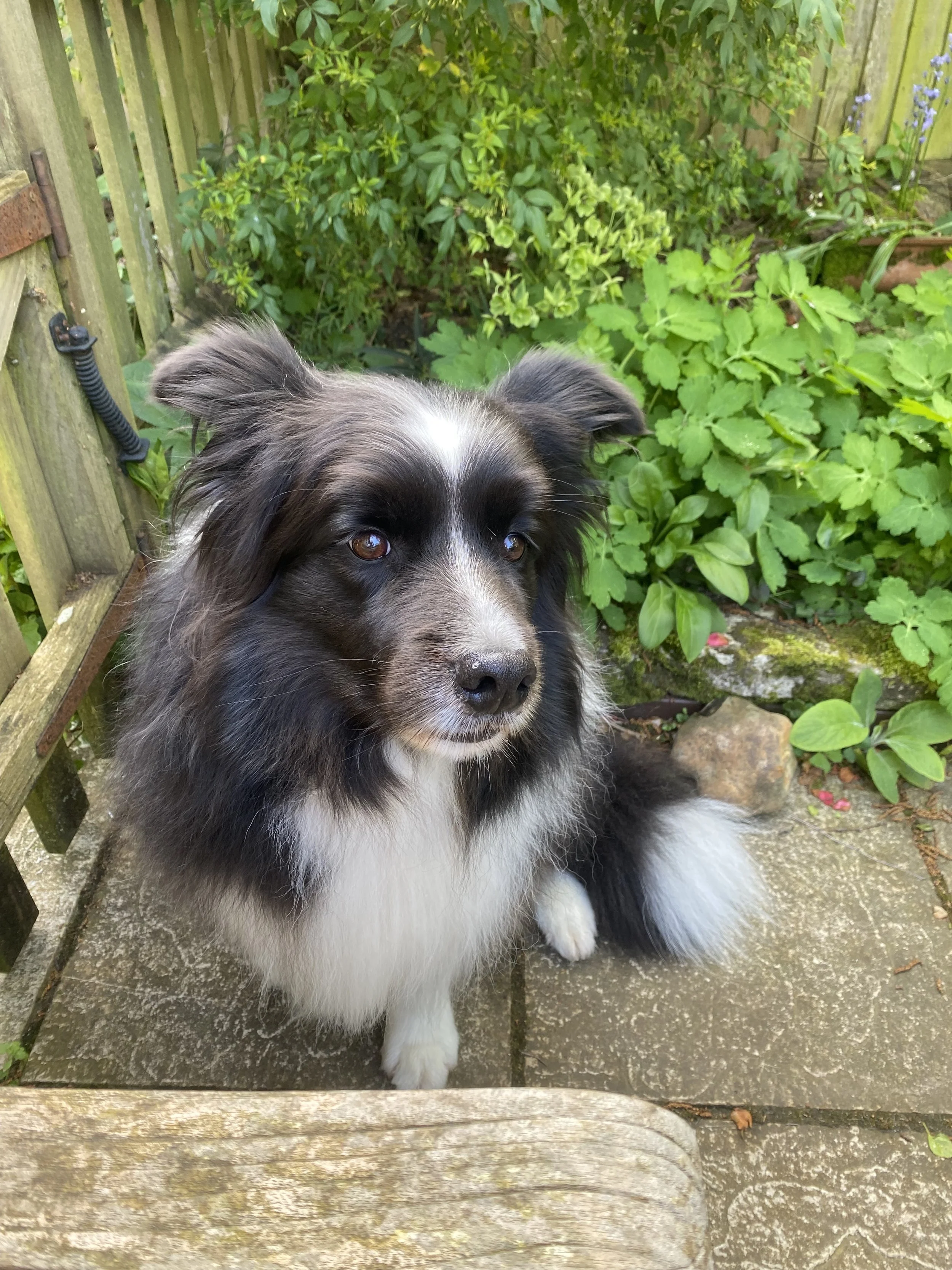 A black and white dog, likely an Australian Shepherd, sitting outside on a stone patio among greenery and plants, with a wooden fence in the background.