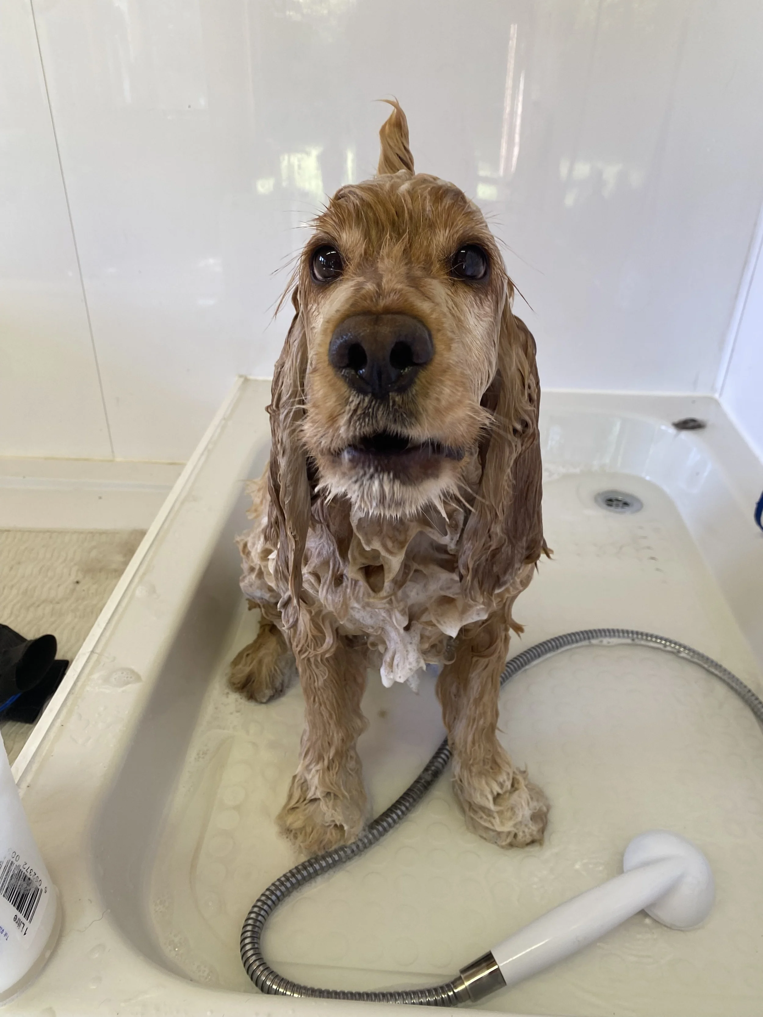 A wet dog, likely a retriever, standing in a white bathtub during a bath, with a shower head and a flexible hose nearby.