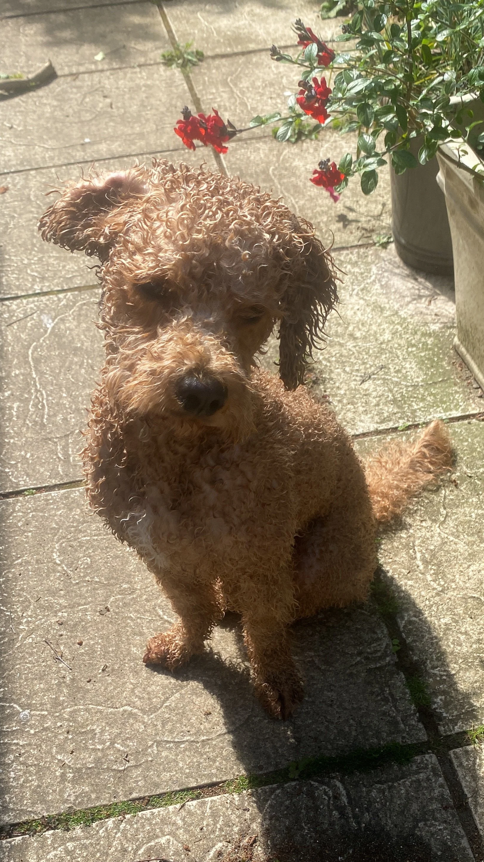 A curly-haired brown dog sitting on a stone patio near a potted plant with red flowers.