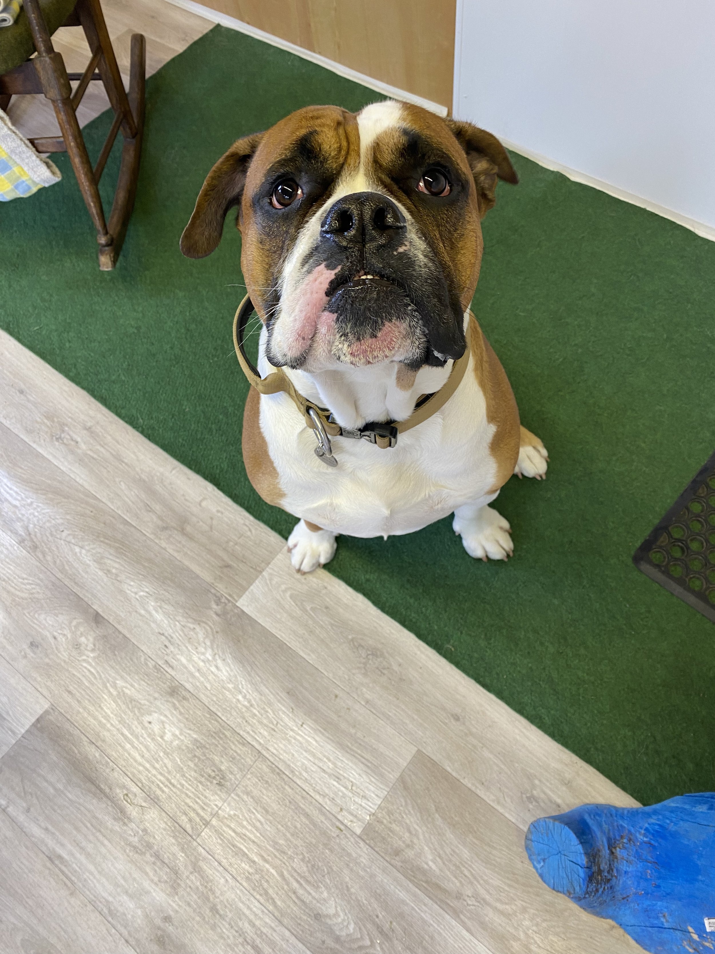 A brown and white bulldog sitting on a green mat indoors, looking up at the camera with a slightly open mouth and expressive eyes.
