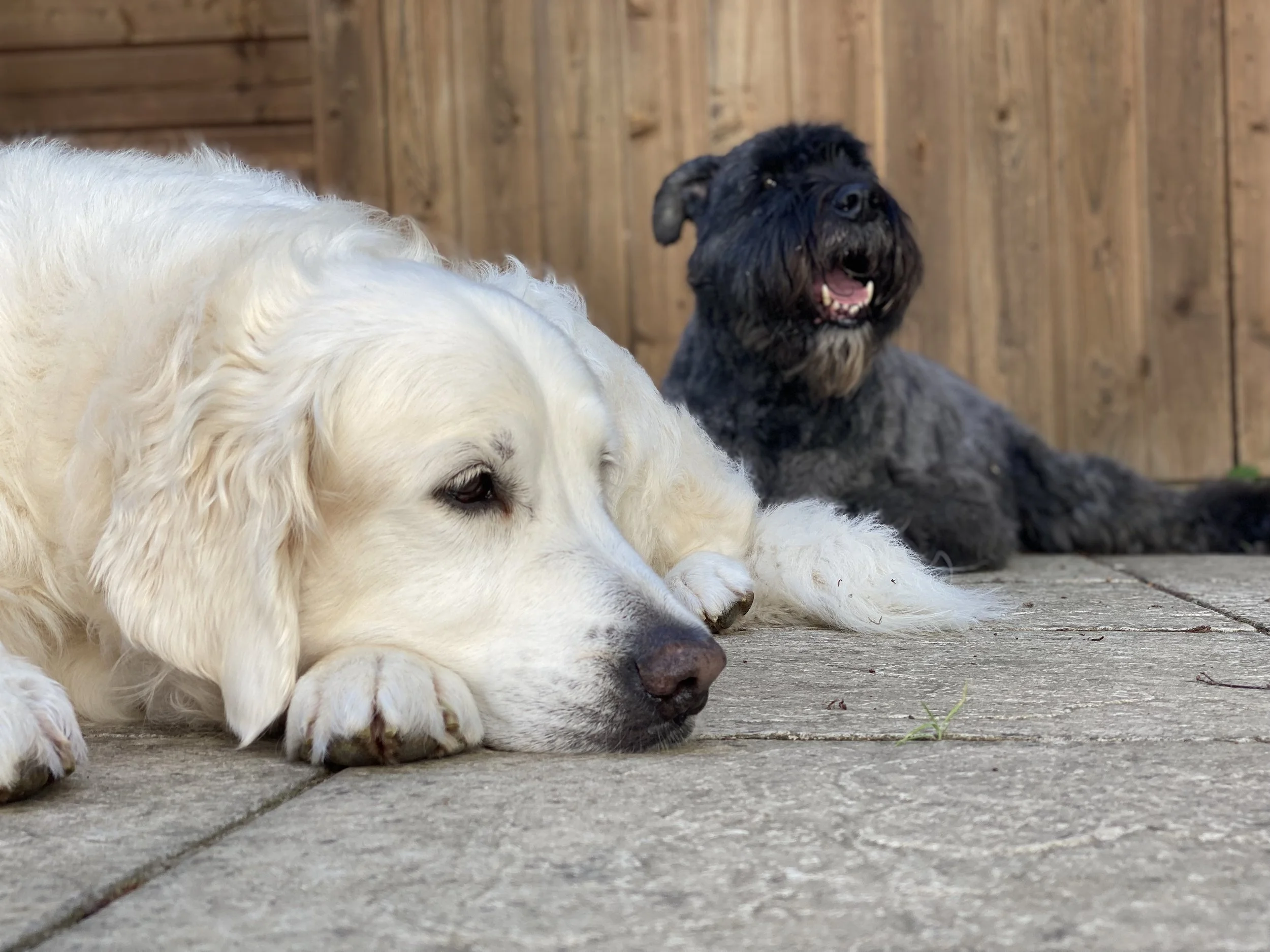 Two dogs, one with white curly fur and the other with dark wiry fur, are lying on a wooden deck with a wooden fence in the background. The white dog is laying with its head resting on the deck, and the dark dog is sitting behind it, looking at the camera with its mouth slightly open.