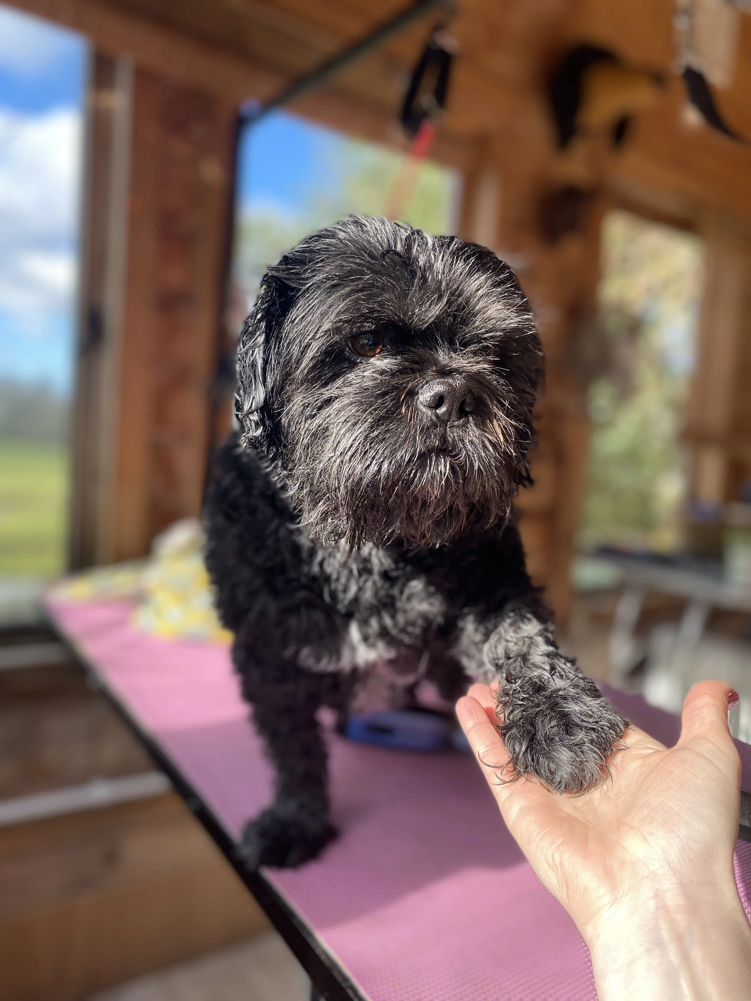 A black and gray puppy with a wet coat being held by a person's hand indoors with a wooden wall and window in the background.