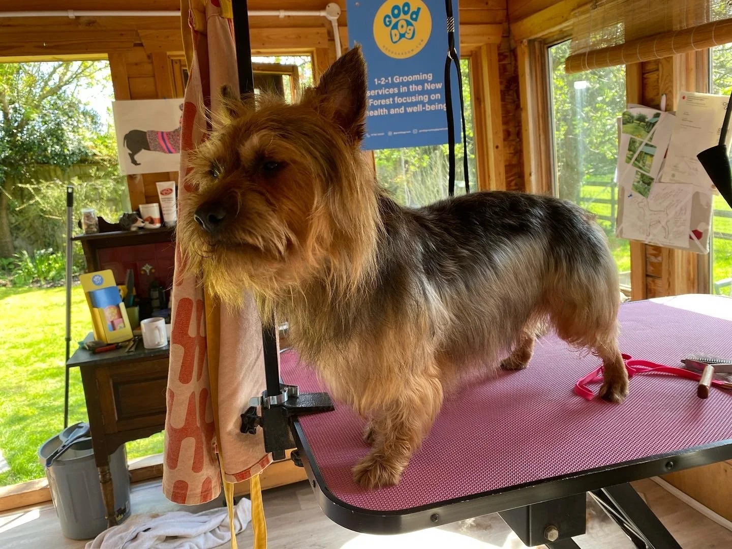 A small dog, likely a Yorkshire Terrier, standing on a grooming table inside a wooden-framed room with windows showing greenery outside. The dog is facing to the left and has a grooming loop around its neck, with grooming tools on the table.