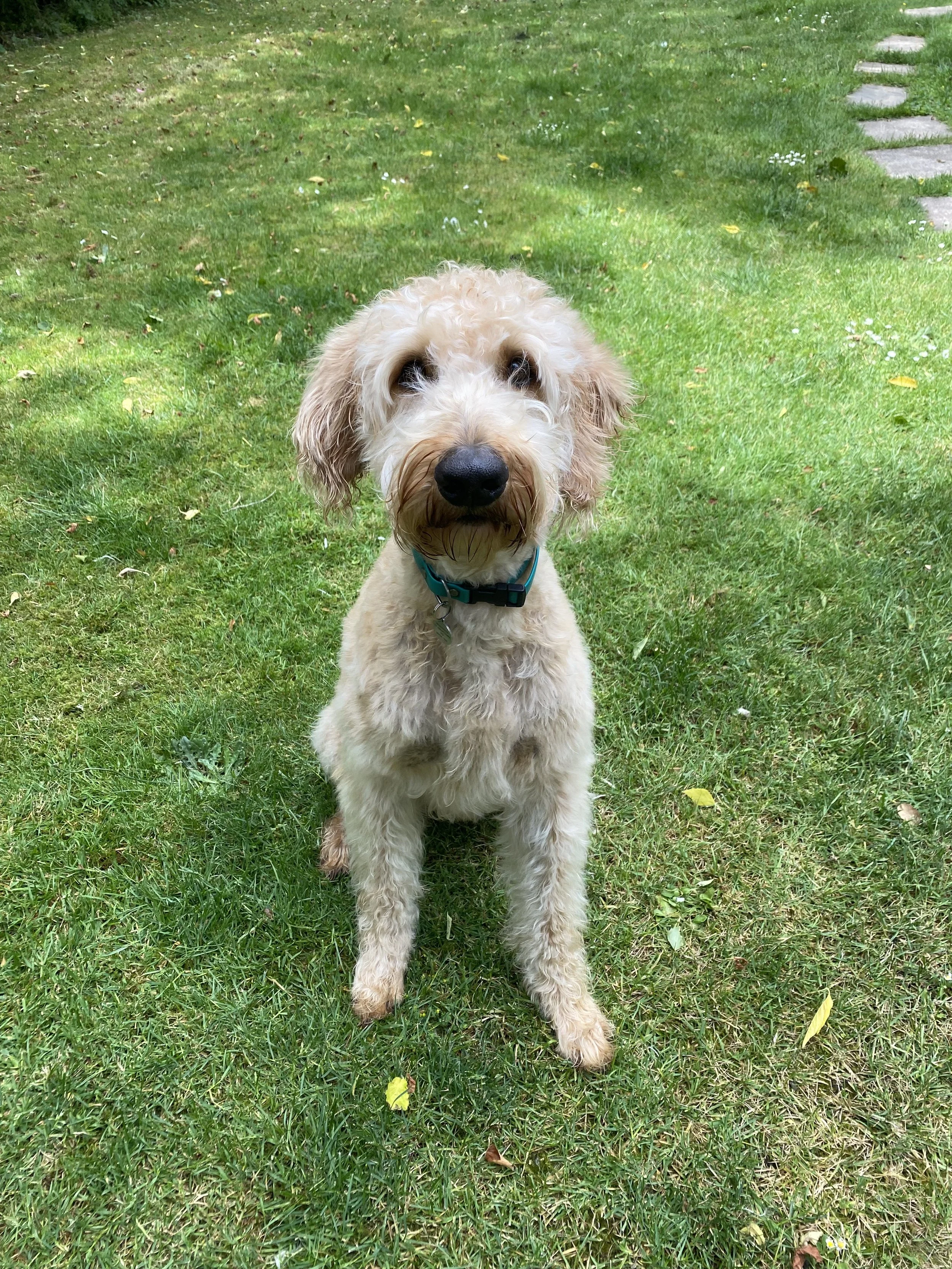 A light-colored curly-haired dog with a blue collar sitting on green grass. There is a pathway with stepping stones on the right side in the background.