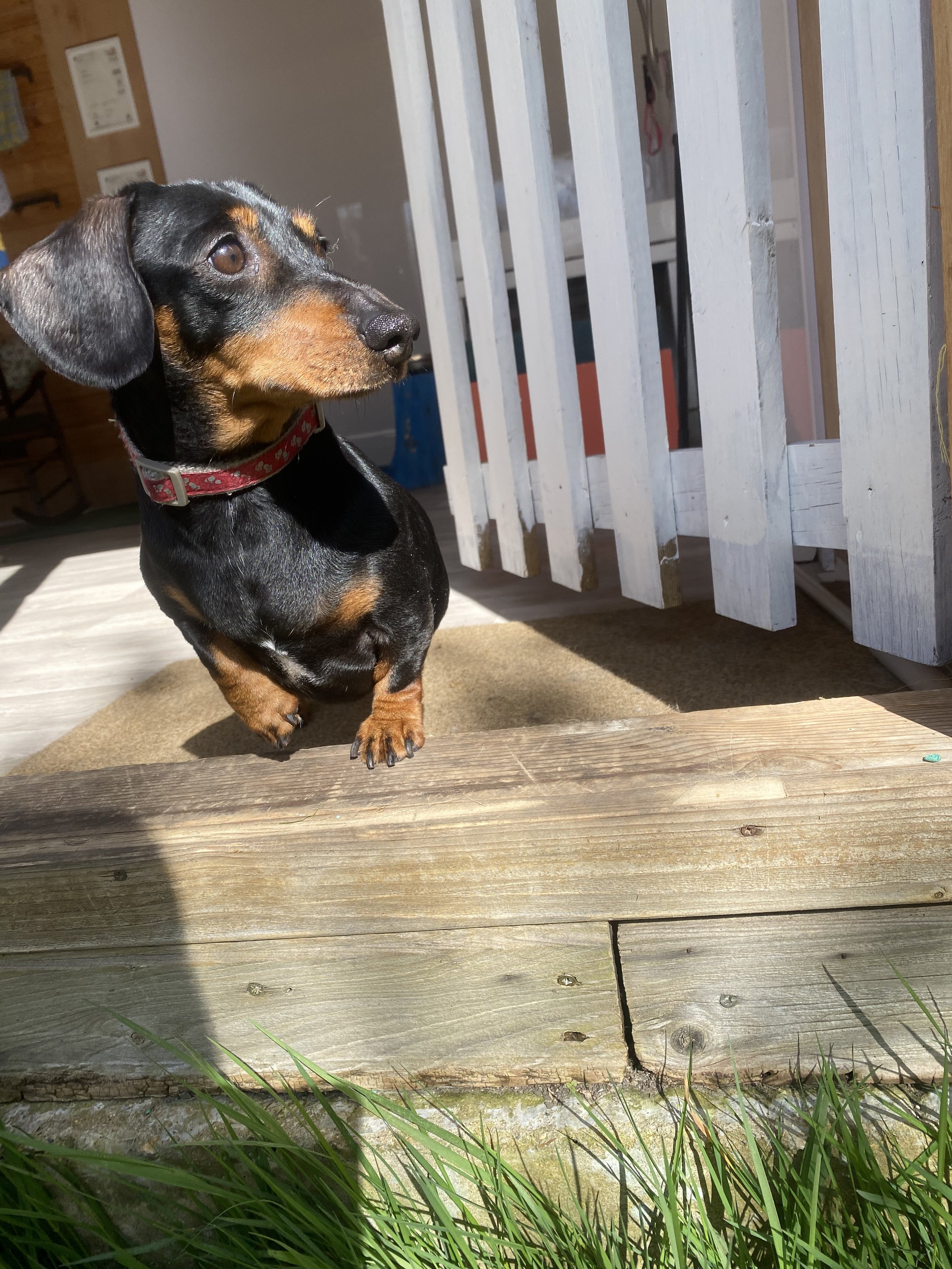 A black and tan Dachshund dog with a red collar sitting on a wooden porch, looking attentively to the side, near grass and a white railing.