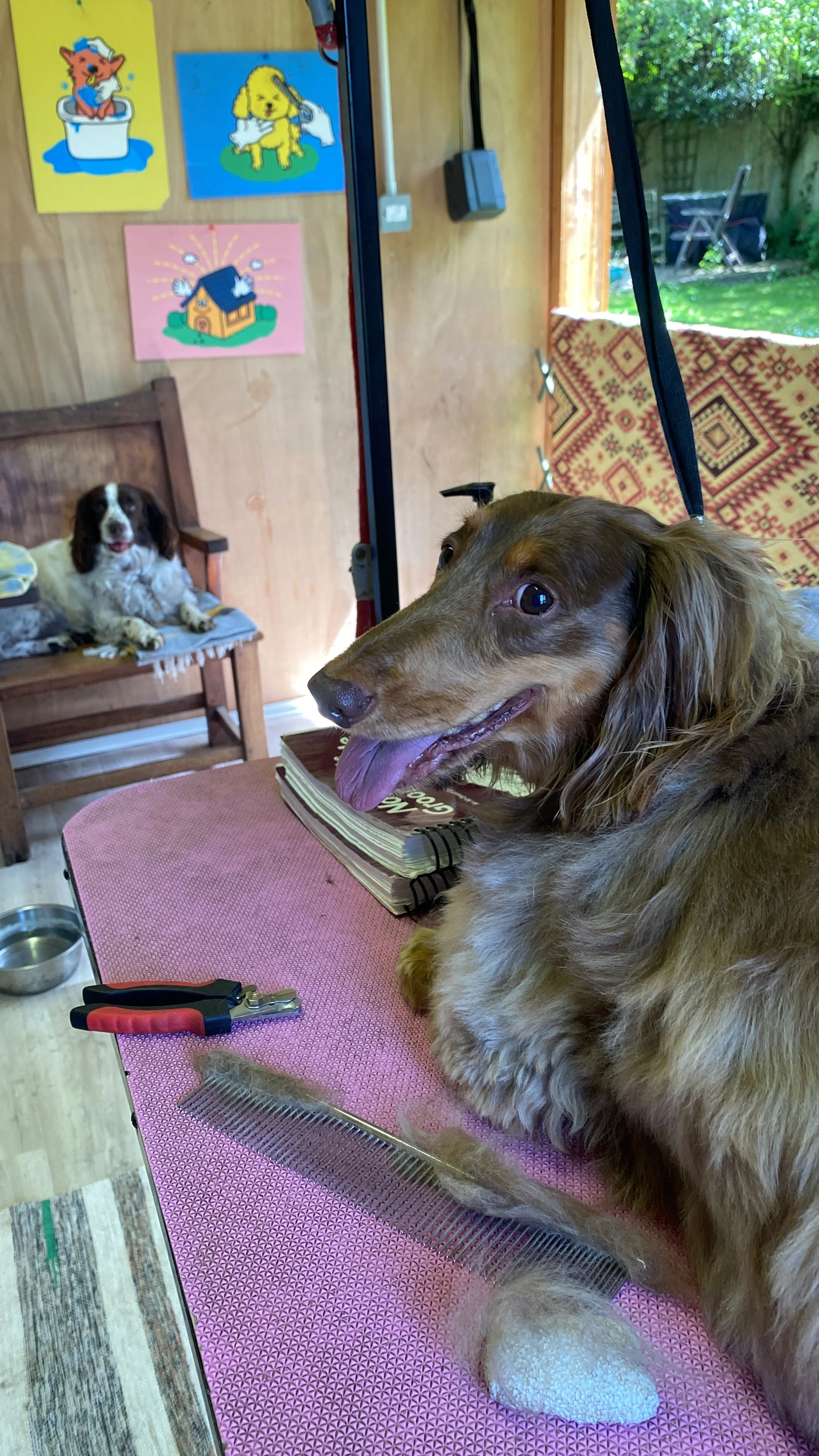 A brown dog with long ears sitting on a table, smiling with its tongue out, with grooming tools like a comb and scissors nearby. In the background, another dog is relaxing on a wooden chair, and colorful animal-themed artwork is hung on the wall.