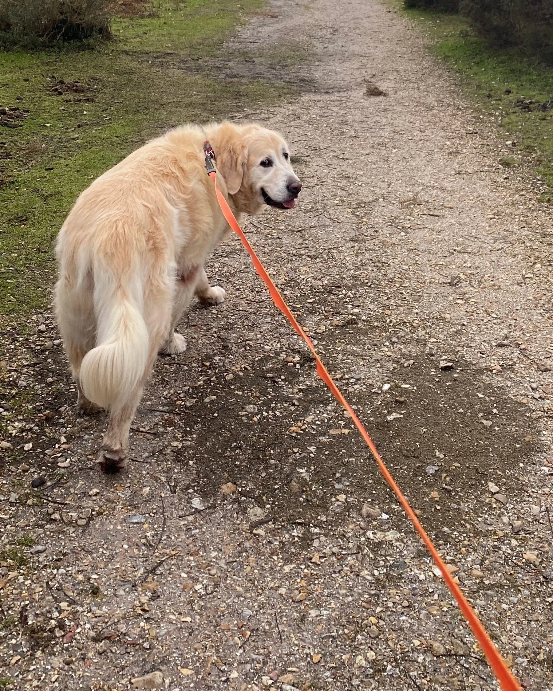 A golden retriever dog on a walk on a dirt and gravel trail in a wooded area, looking back at the camera with its tongue slightly out, attached to an orange leash.