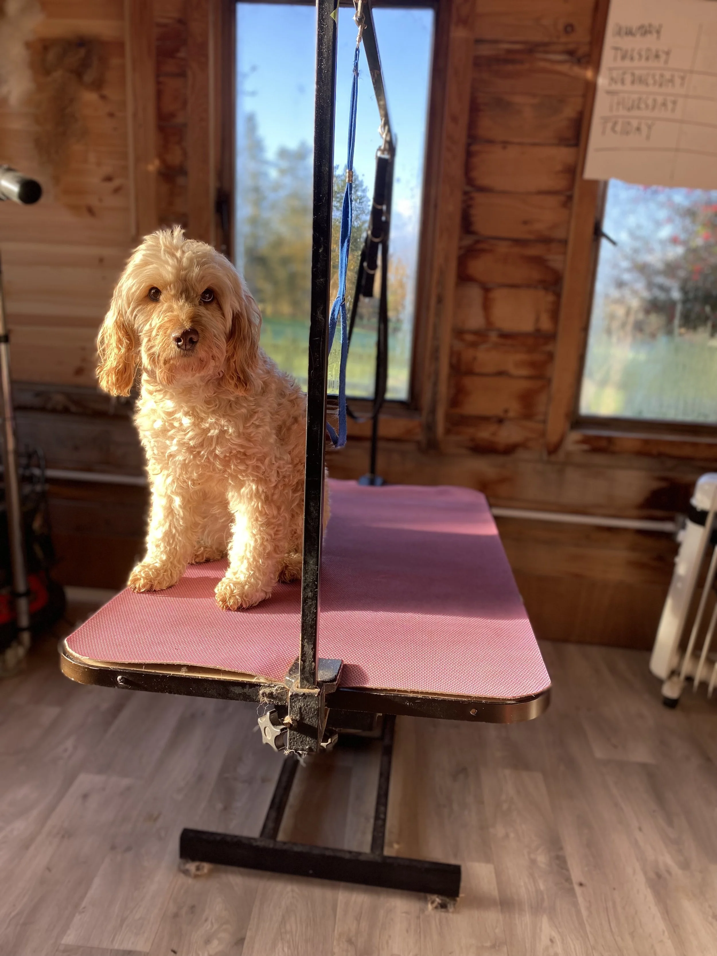 A small, curly-haired dog with tan fur standing on a pink grooming table inside a wooden room with a window showing an outdoor landscape.
