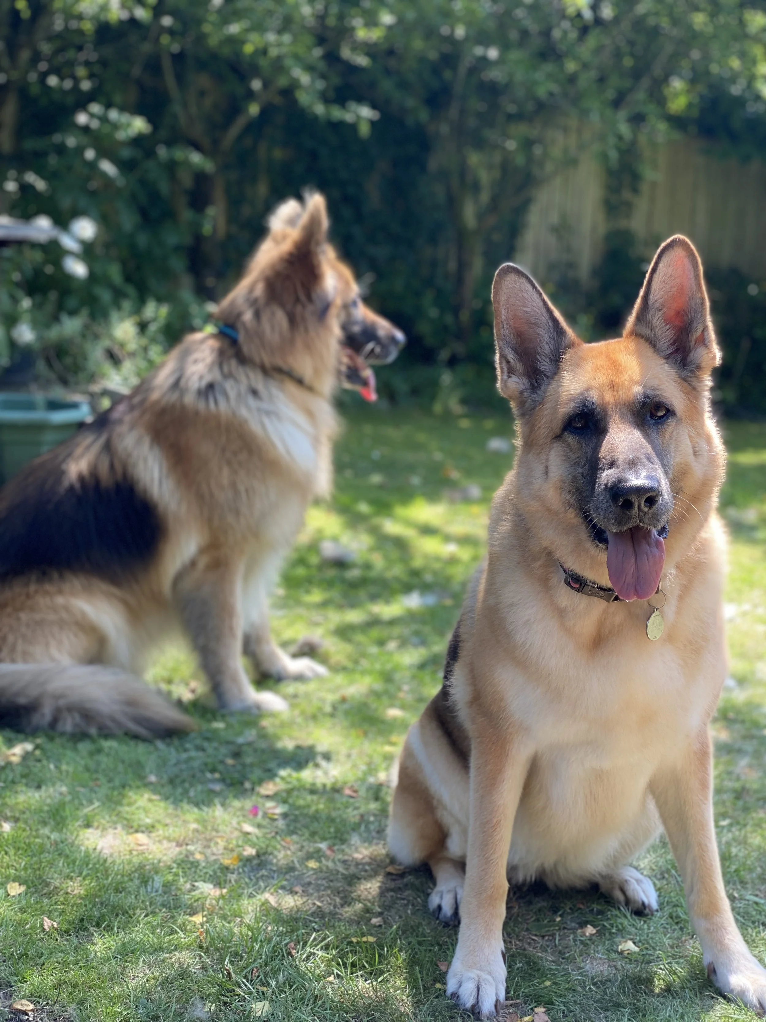 Two dogs, one sitting in the foreground and one standing in the background, on a grassy yard with trees.