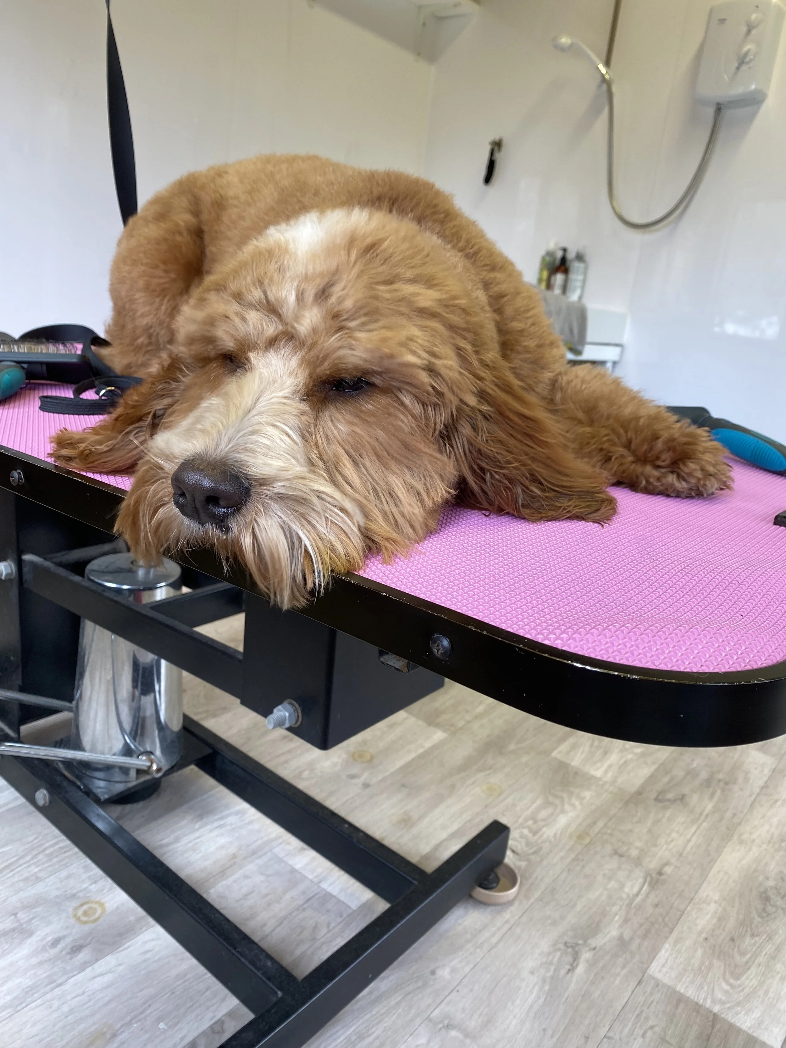 A dog with brown and white fur lying on a pink padded examination table in a veterinary clinic or grooming station. The background shows medical or grooming supplies on a shelf and water hose fixtures on the wall.