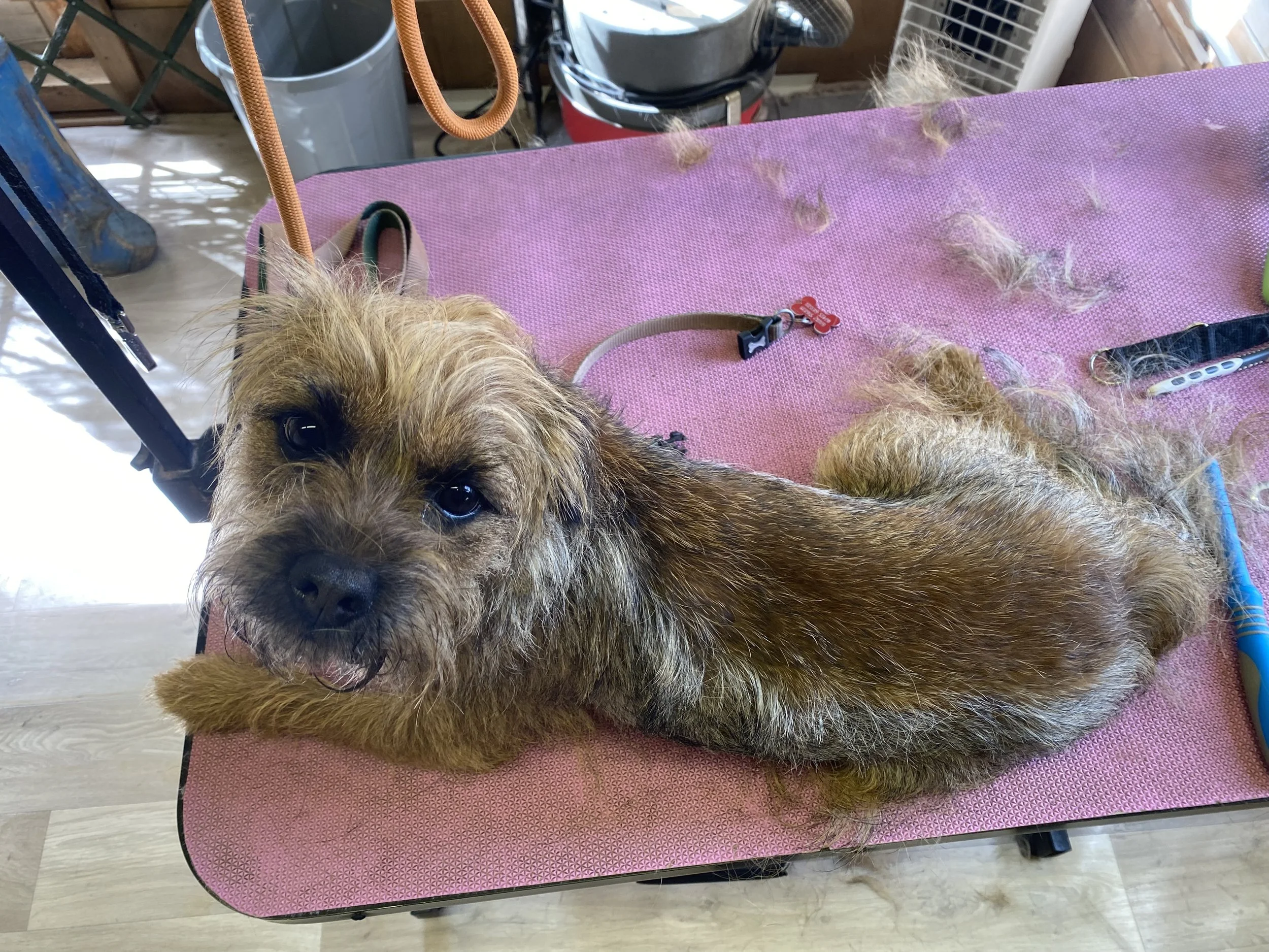 Close-up of a small brown dog with fluffy fur lying on a pink grooming table, with fur clippings scattered on the table. A grooming clipper and a pair of scissors are next to the dog, with grooming tools and supplies blurred in the background.