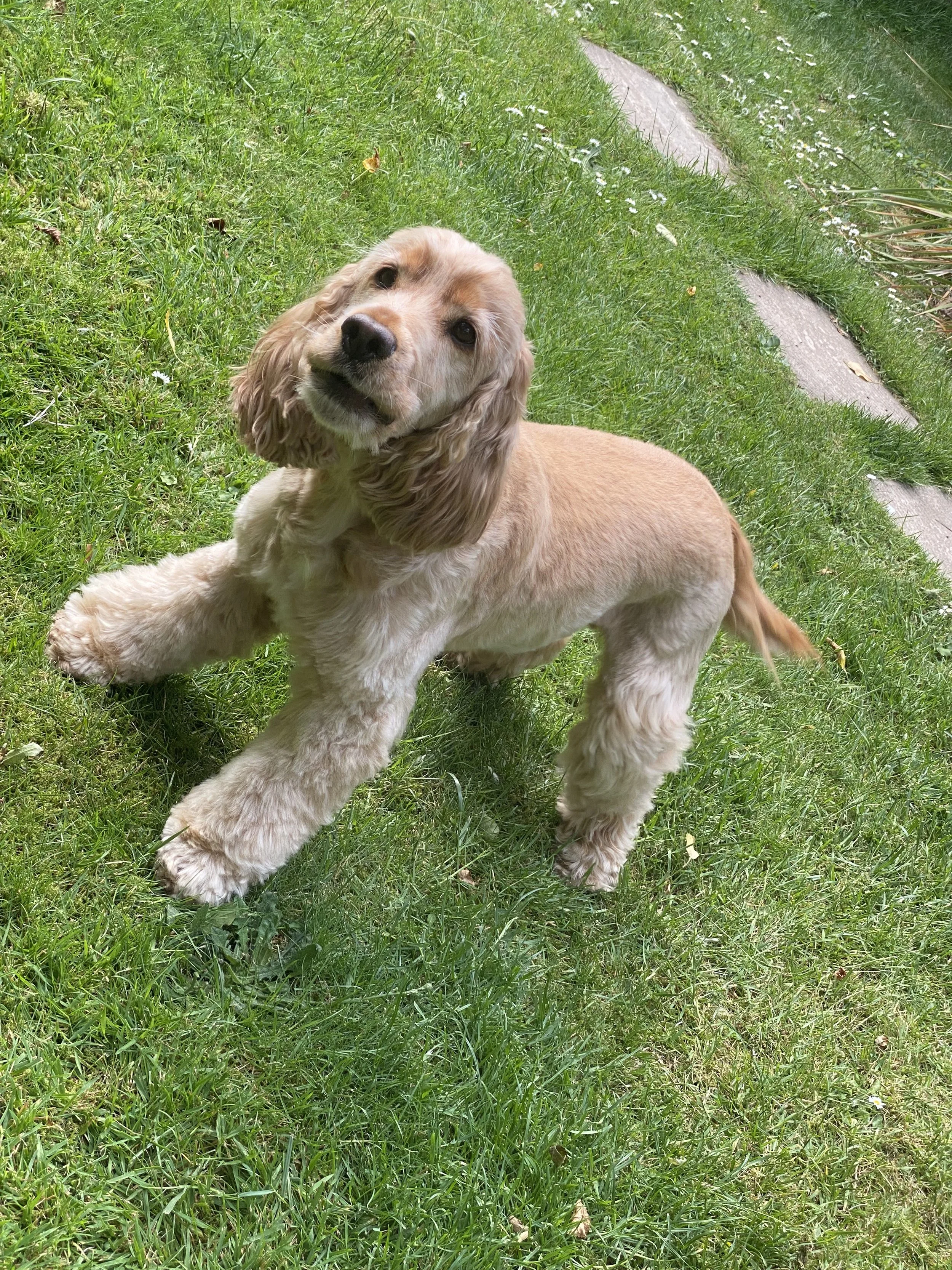Golden retriever puppy lying on green grass with stepping stones and small white flowers nearby