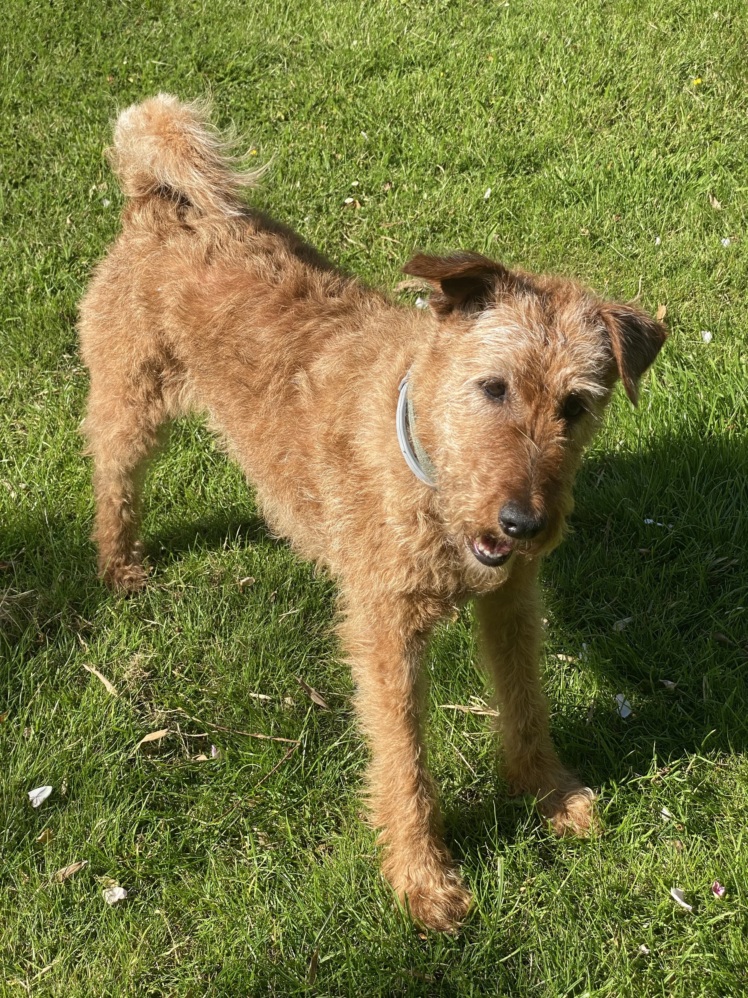 A small brown dog with a curly coat standing on green grass with tiny white and pink flowers.