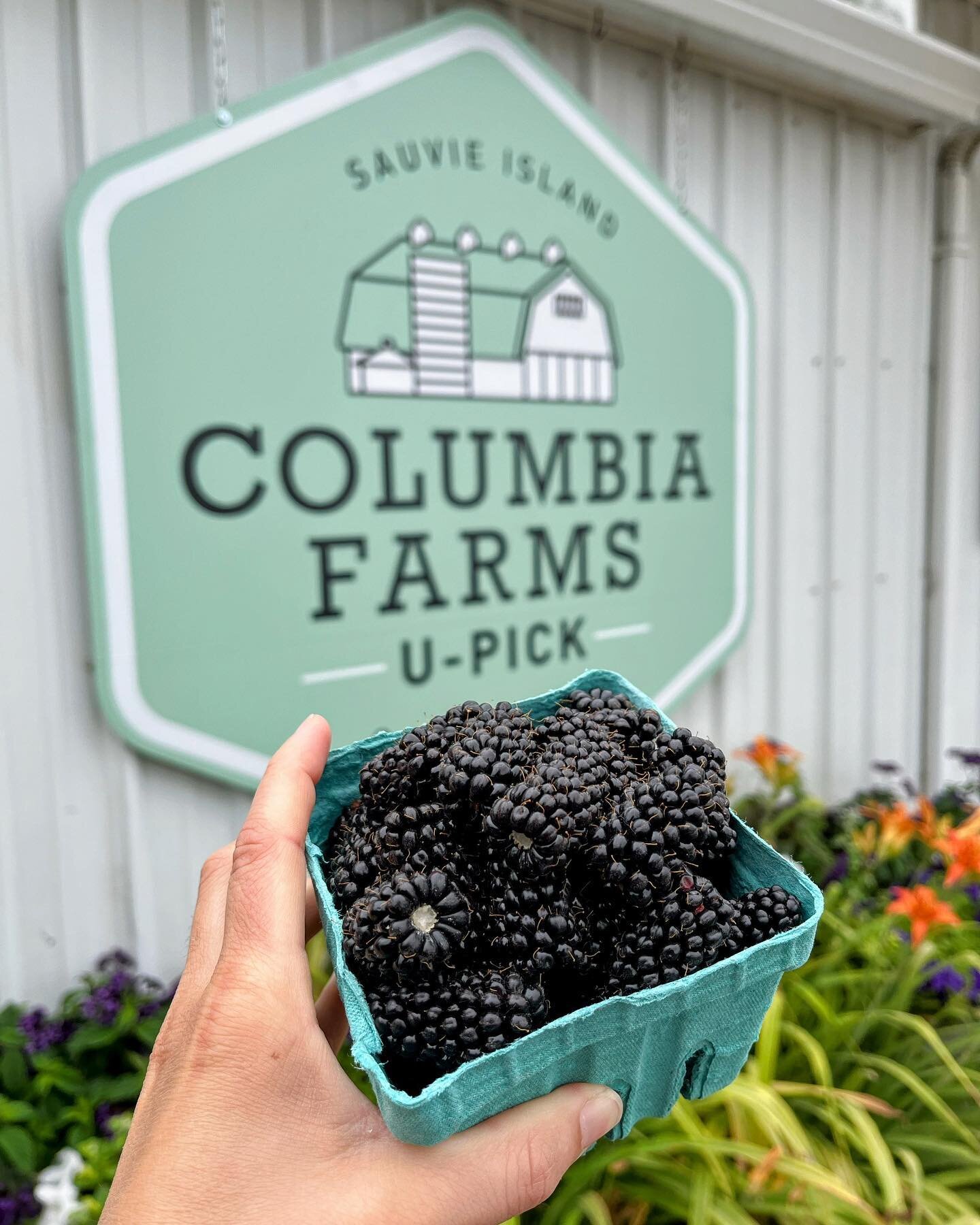 U-pick Marionberries are here and taste spectacular! Be sure to ask any of our staff members where the thornless marions are located and someone will direct you. Our thornless marionberries are younger plants and SO PLENTIFUL! Usually the best pickin