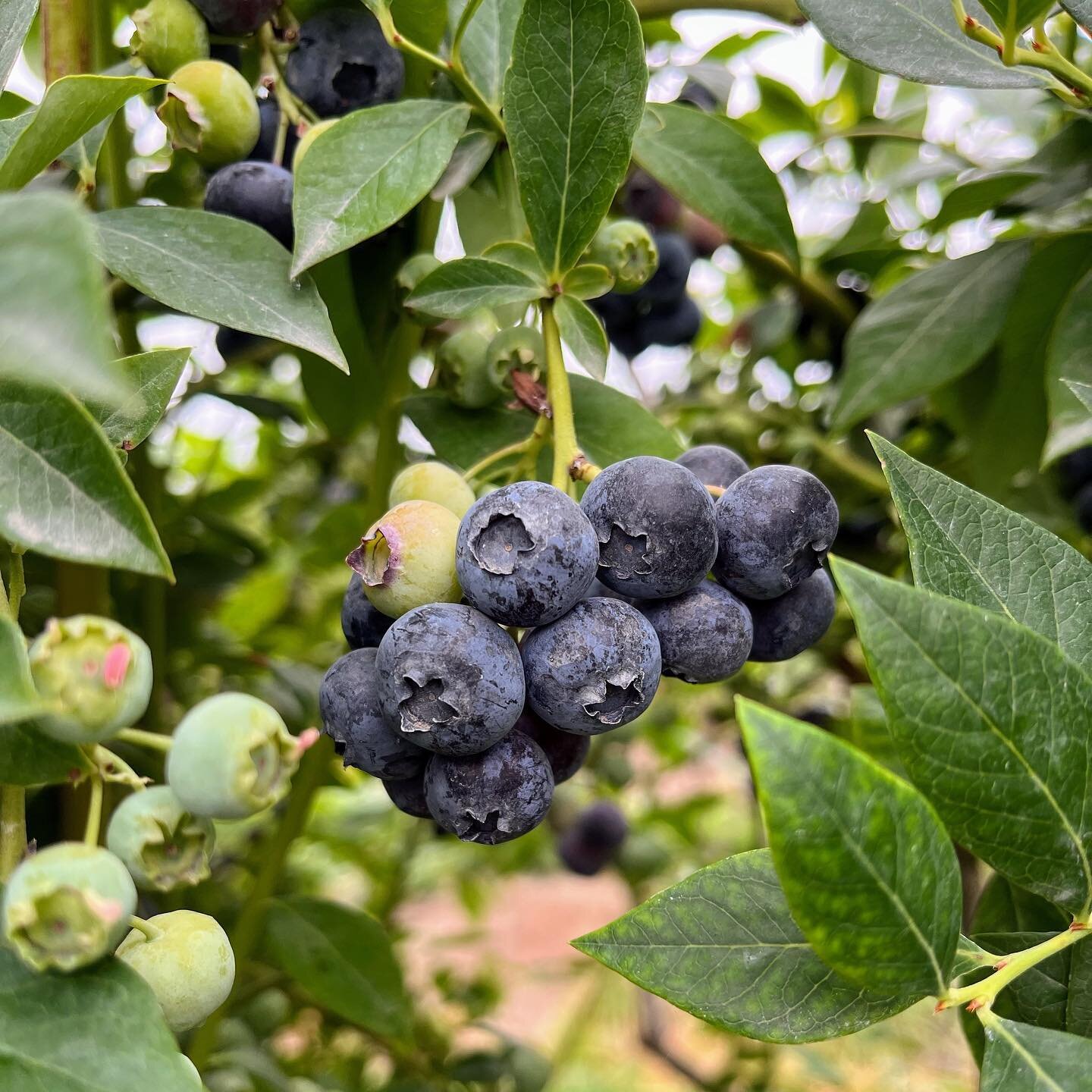 Alrighty, Friends! Our Legacy and Chandler blueberries are open for light picking 🫐 These will get picked quickly because our rows are short, so we don&rsquo;t anticipate having any this weekend, but we&rsquo;ll see!

Berries currently available for