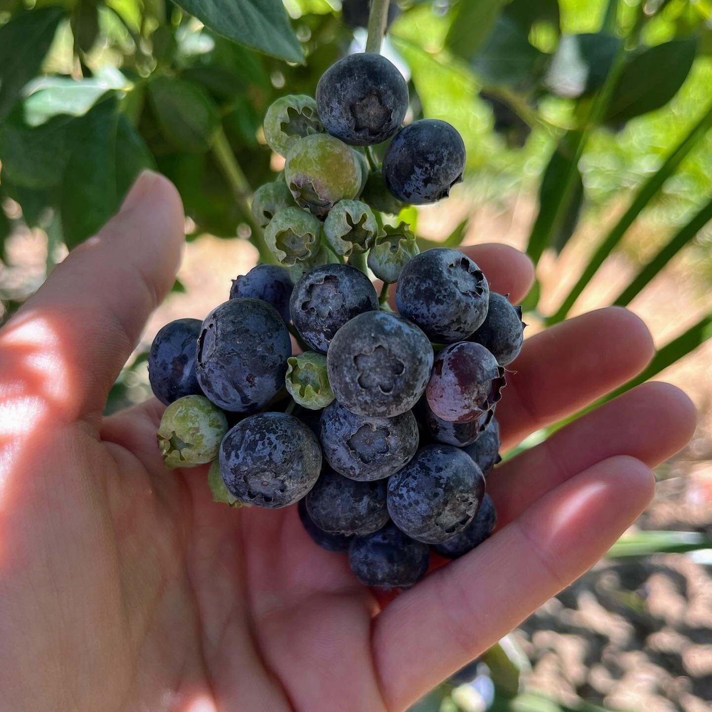 The weather is perfect for Twilight Picking tonight! We&rsquo;re open 5-8pm for u-pick every Wednesday. We checked the fields this morning and here is the current status:

Crop Update
✨Blueberries: it&rsquo;s finally time! We have Legacies, Chandlers