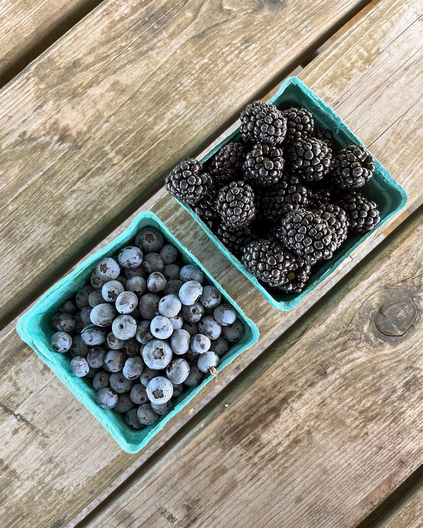 It&rsquo;s a blueberry and blackberry weekend! Come visit us before this summer slips away ☀️

U-pick berries this weekend:
✨Blueberries: SO. MANY. Come pick them! Both fields look great and varieties include Legacy, Chandler, Top Shelf, and Calypso.