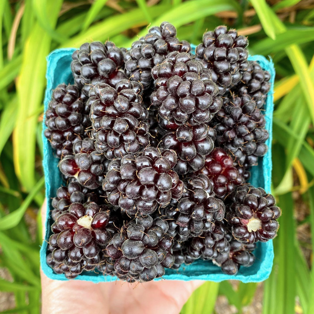 Boysenberries — Columbia Farms UPick
