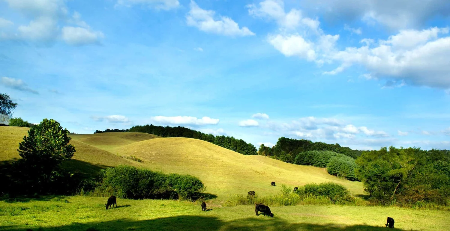 Forms — New Zealand Pet Food Association Inc.