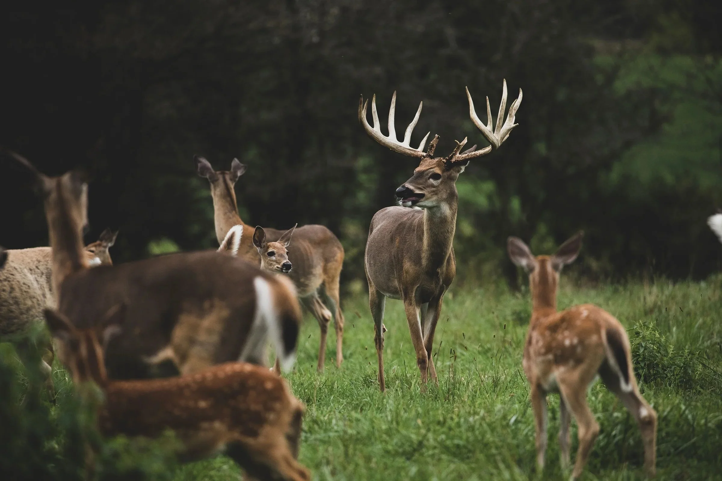 Slaughter wild animals — New Zealand Pet Food Association Inc.