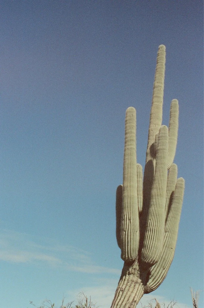 000078900026 Large.jpeg