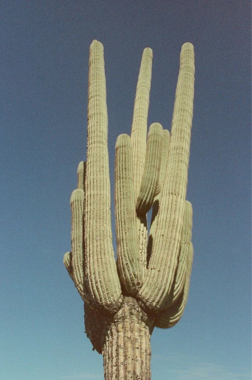 000078900027 Large.jpeg