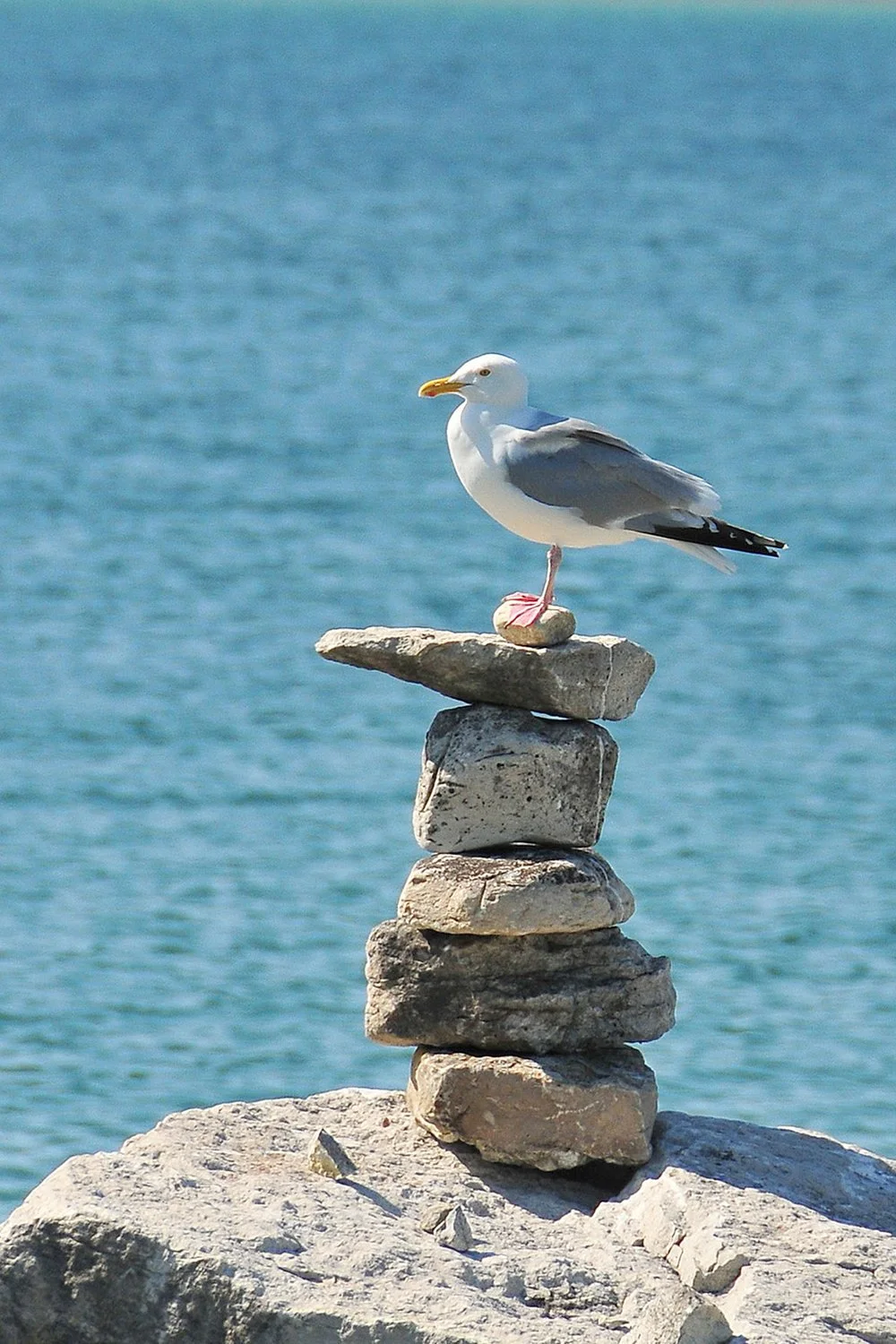 seagull.jpeg