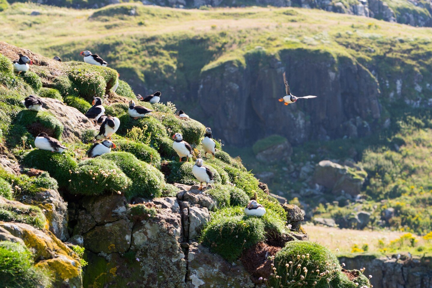 Did you know that you can find puffins on the Scottish coast? 🏴󠁧󠁢󠁳󠁣󠁴󠁿 Known by some as 'clowns of the sea,' puffins typically arrive in late March or early April, then retreat in mid-August to spend the winter months at sea.⁠
⁠
Puffins enjoy b
