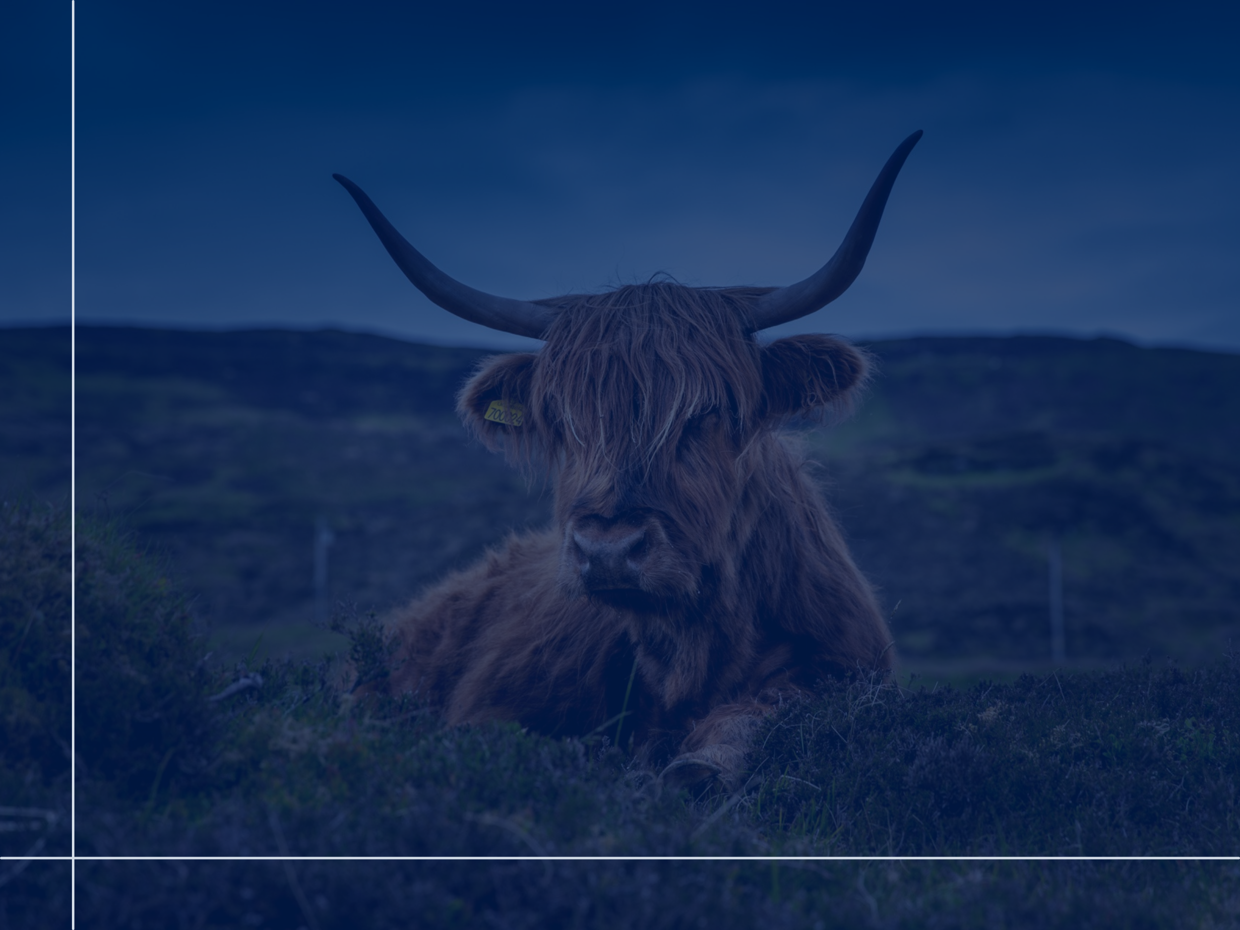 Highland Cattle Exhibit - Highland Games