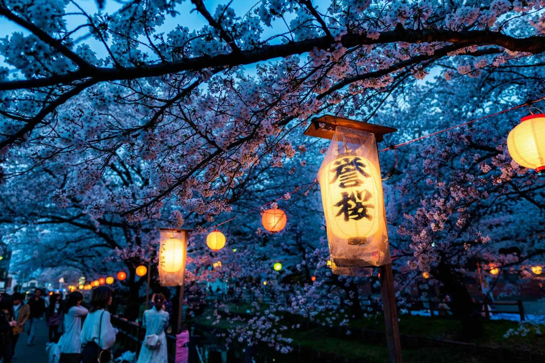 Lanterns and cherry blossoms, Kawagoe, Japan.jpg