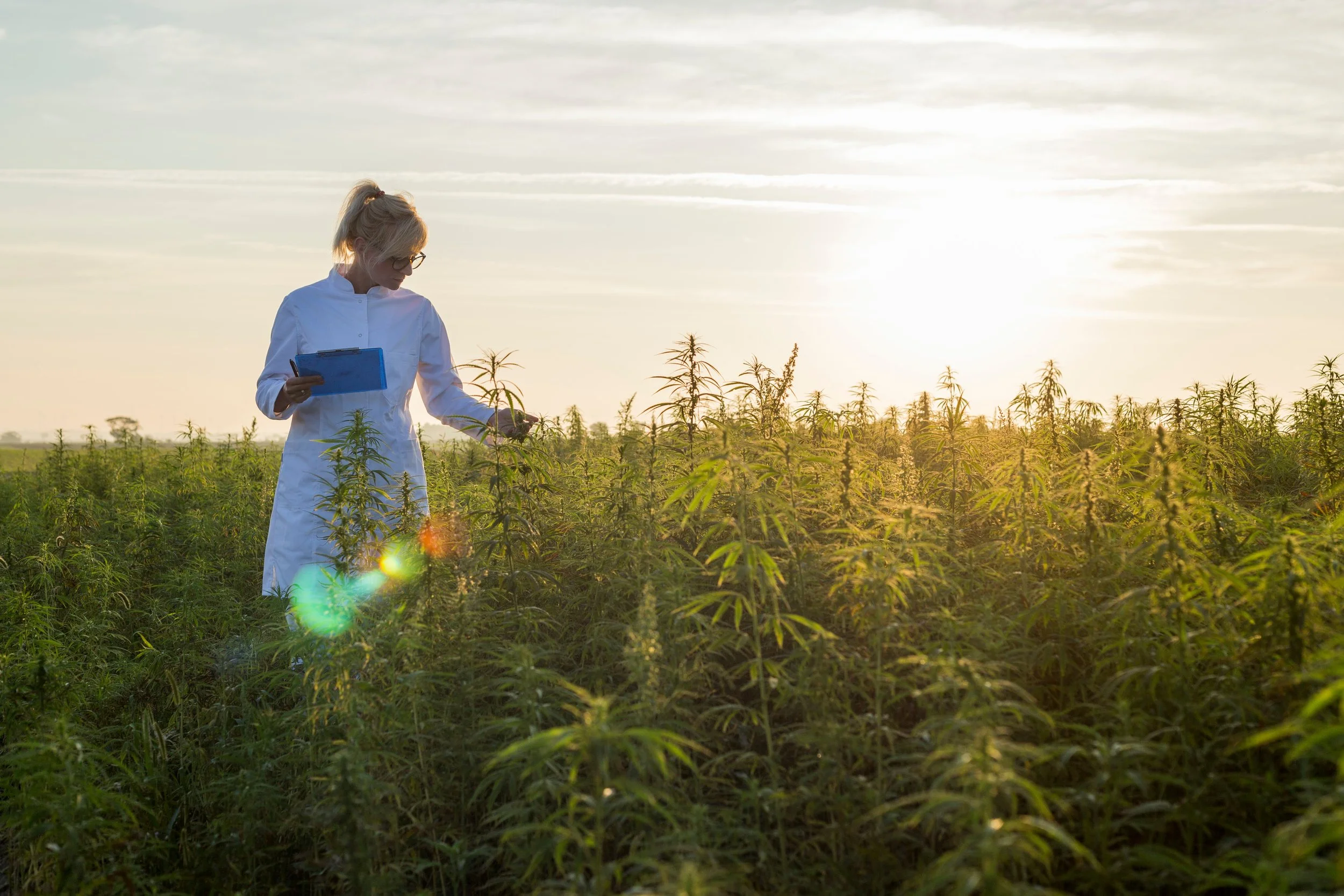 Marijuana may be legal but not always safe.