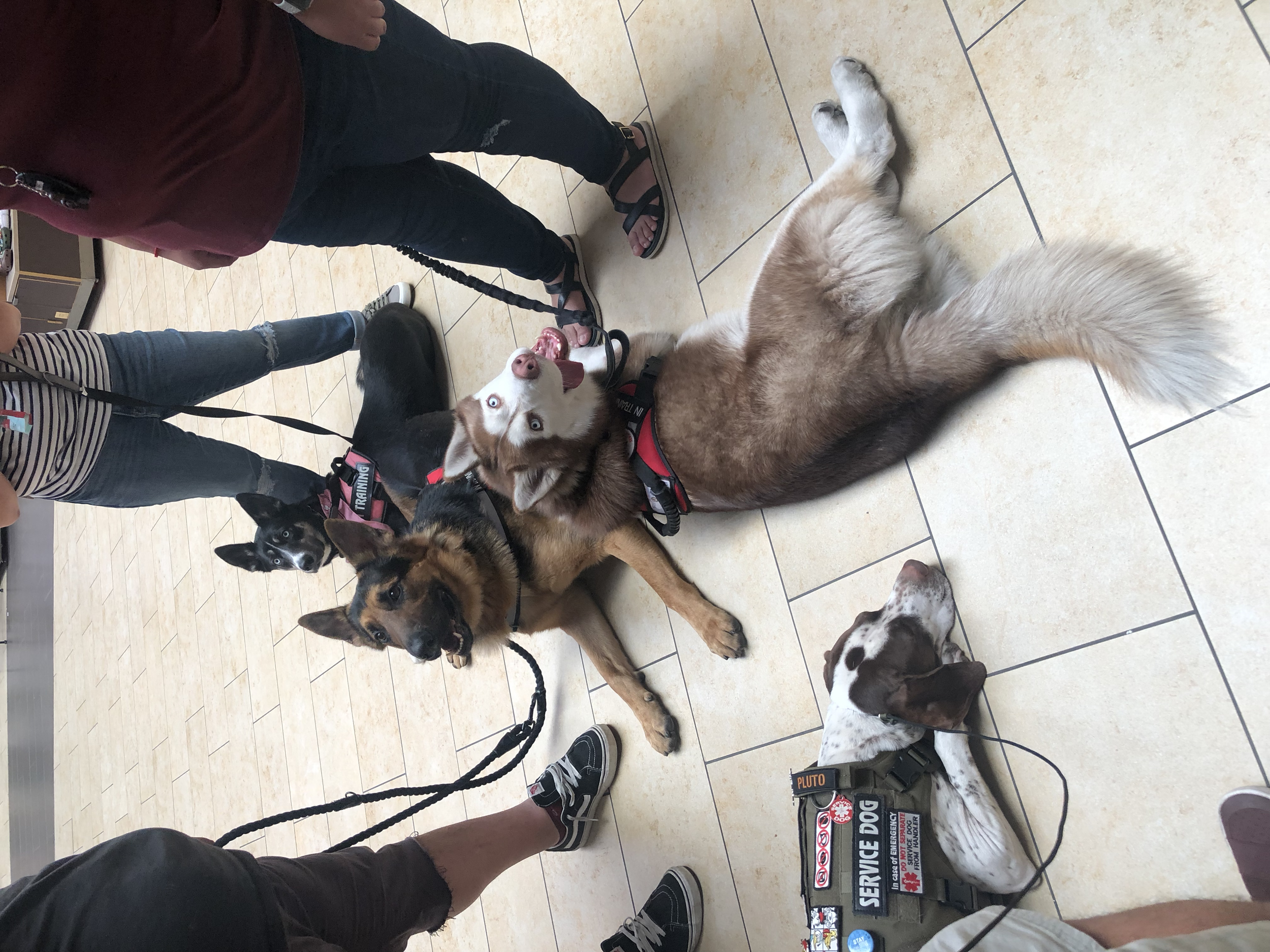 Group of dogs lying on the tiled floor with people standing around them, some holding leashes.