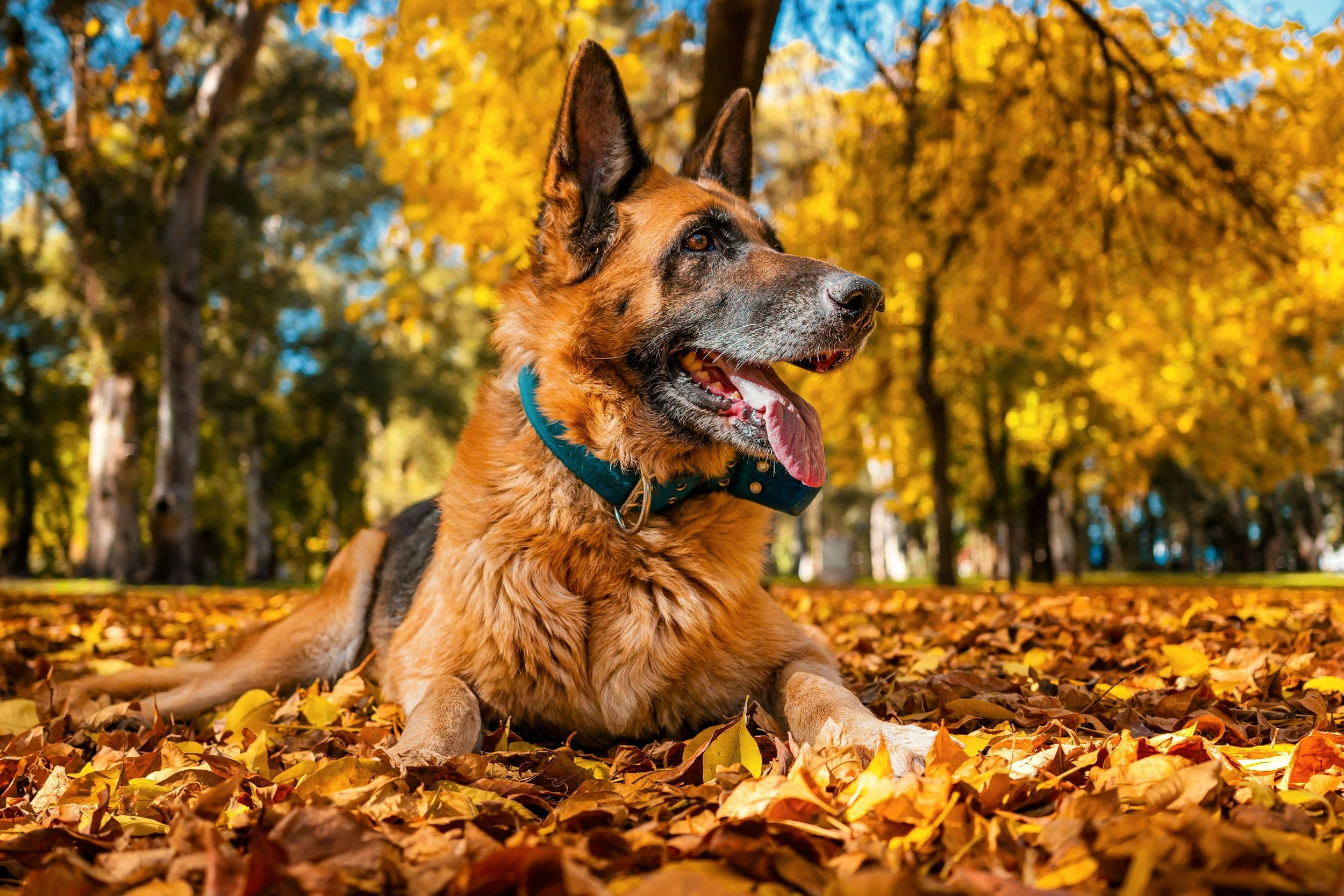 Pupsgiving