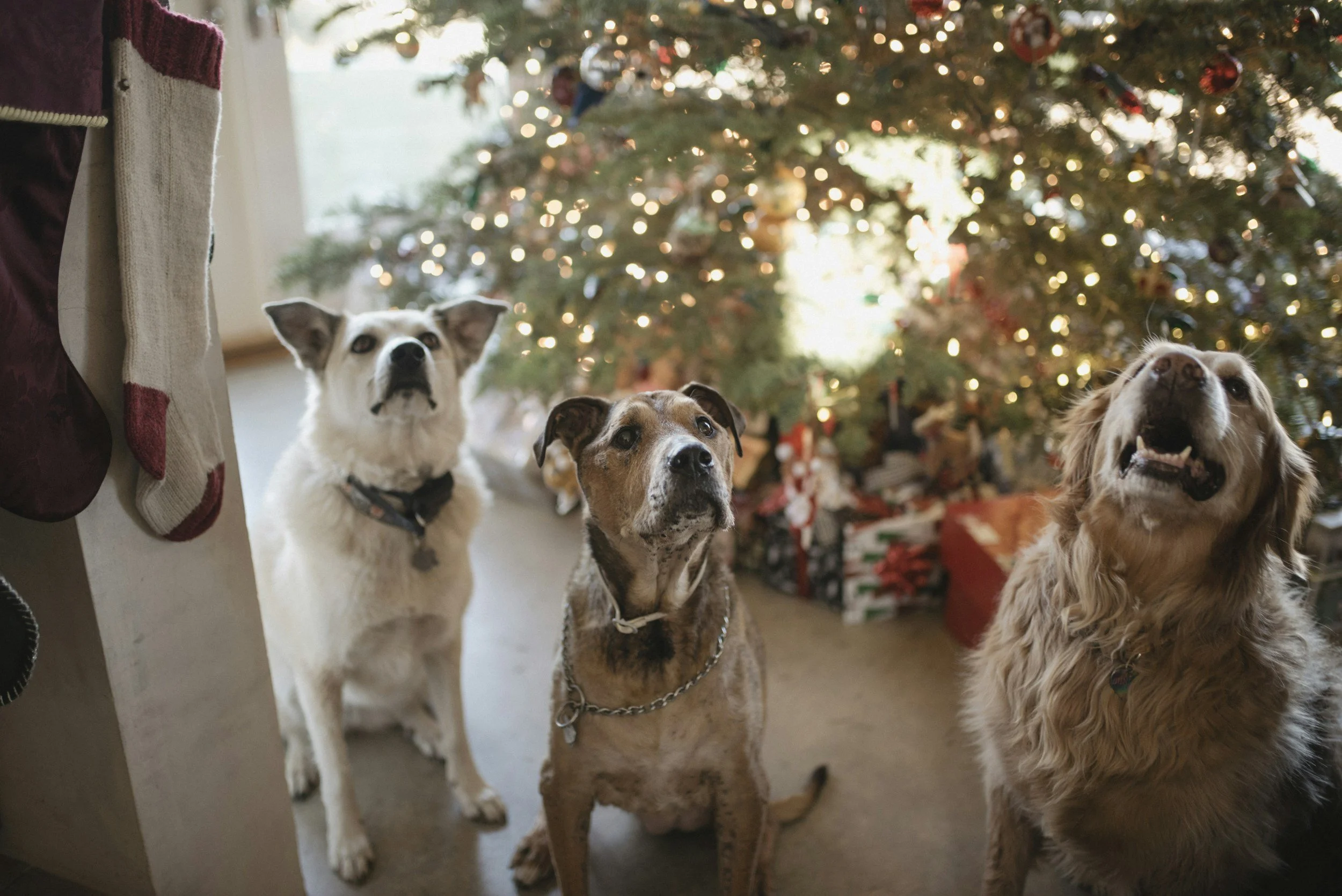 Jingle Paws