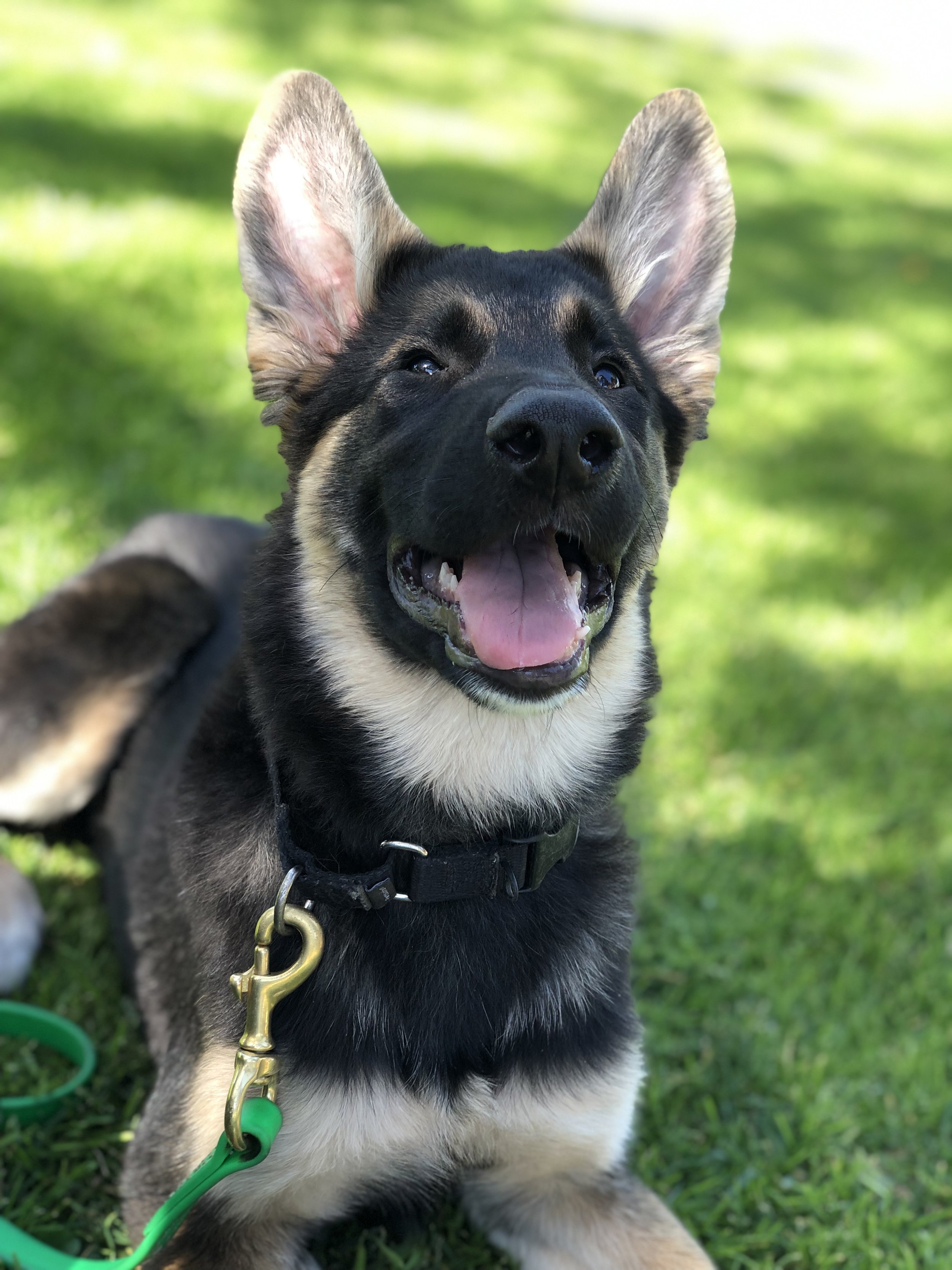 A happy young German Shepherd dog with black and tan fur, pointing ears, and a wide open mouth, sitting on green grass outdoors with blurred greenery in the background.