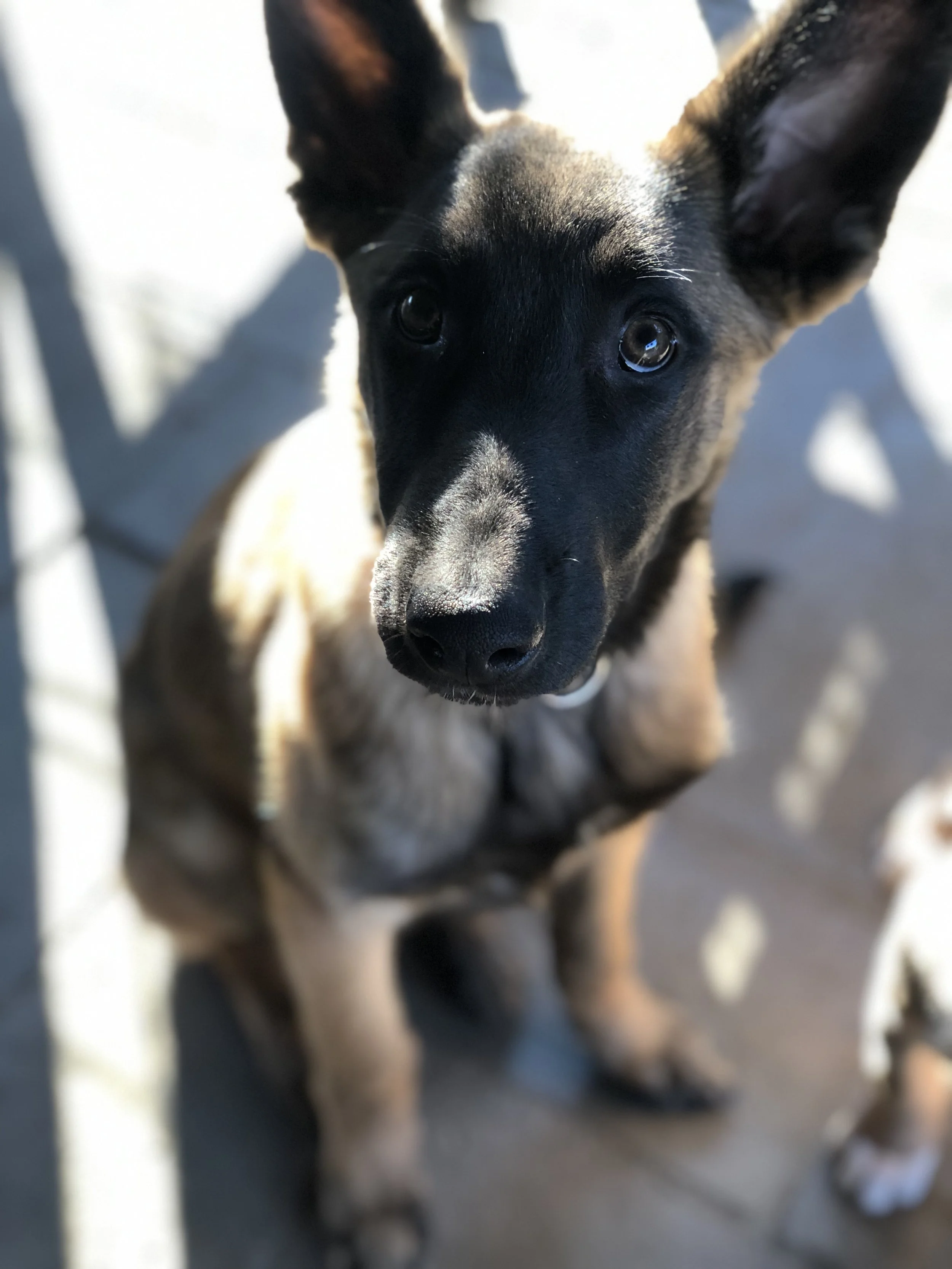 Close-up of a young black and tan dog with large ears, sitting on a concrete surface and looking up at the camera.