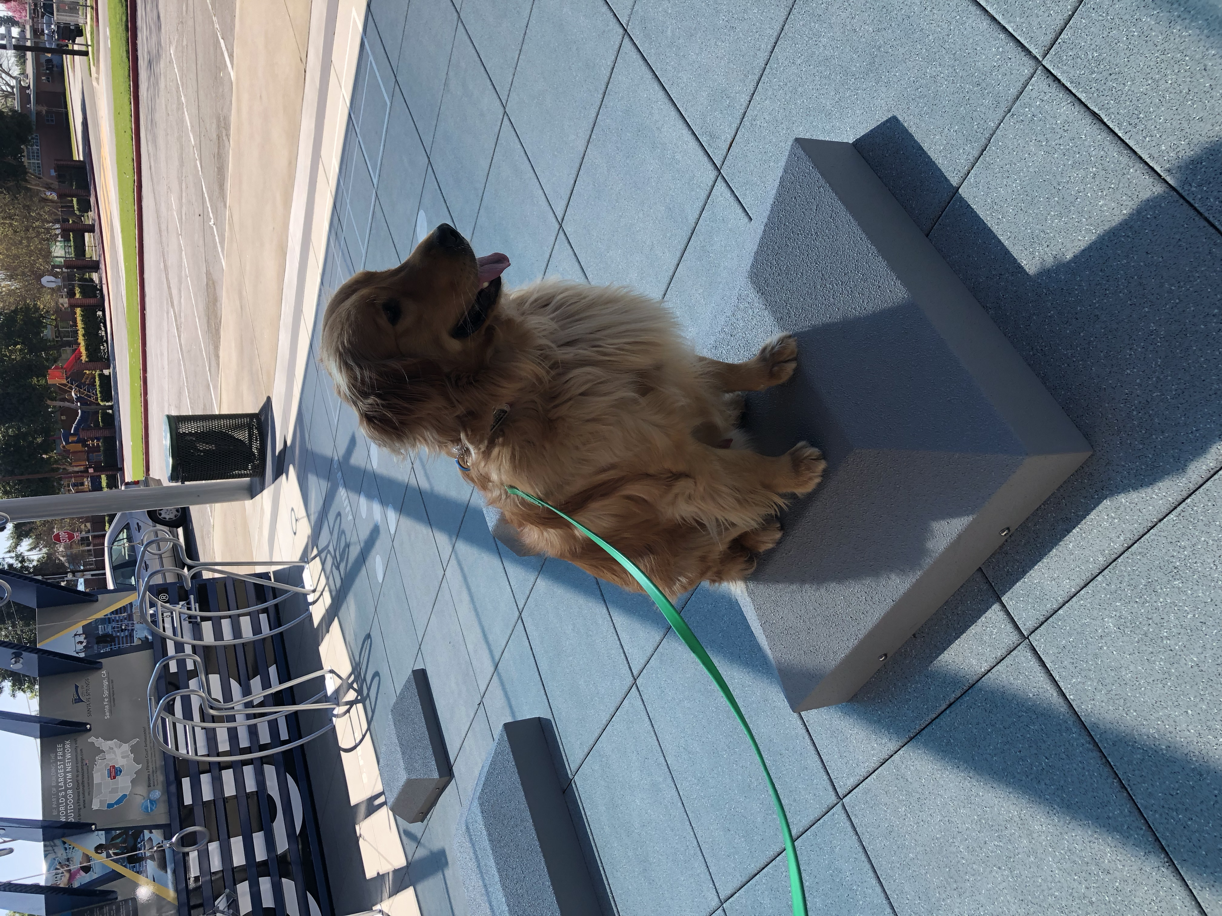 Golden retriever dog sitting on a concrete pedestal outdoors in a park, with a leash attached. The background features a bench, a pole, and a playground. It is a sunny day.