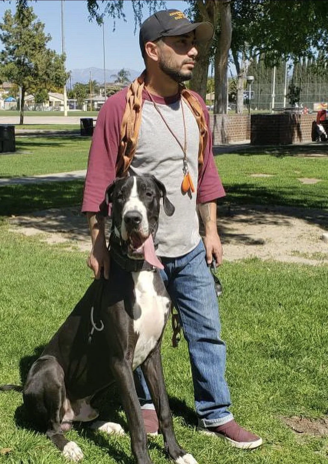 A man with a beard wearing a gray and maroon shirt, blue jeans, a cap, and a whistle around his neck stands with a large black and white Great Dane dog in a park with green grass, trees, and a baseball field in the background.