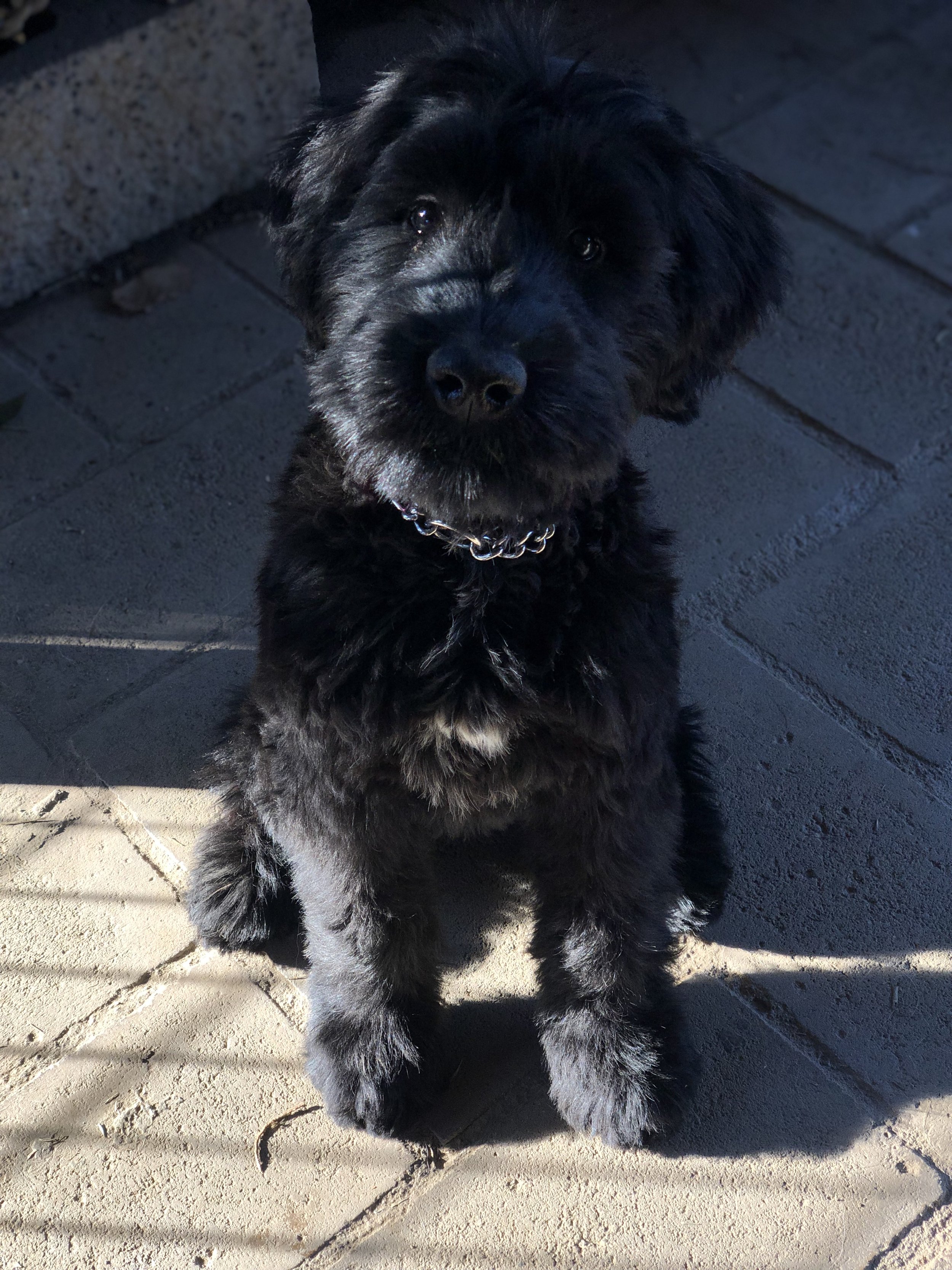 A black puppy with fluffy fur sitting on a brick patio, looking up at the camera.