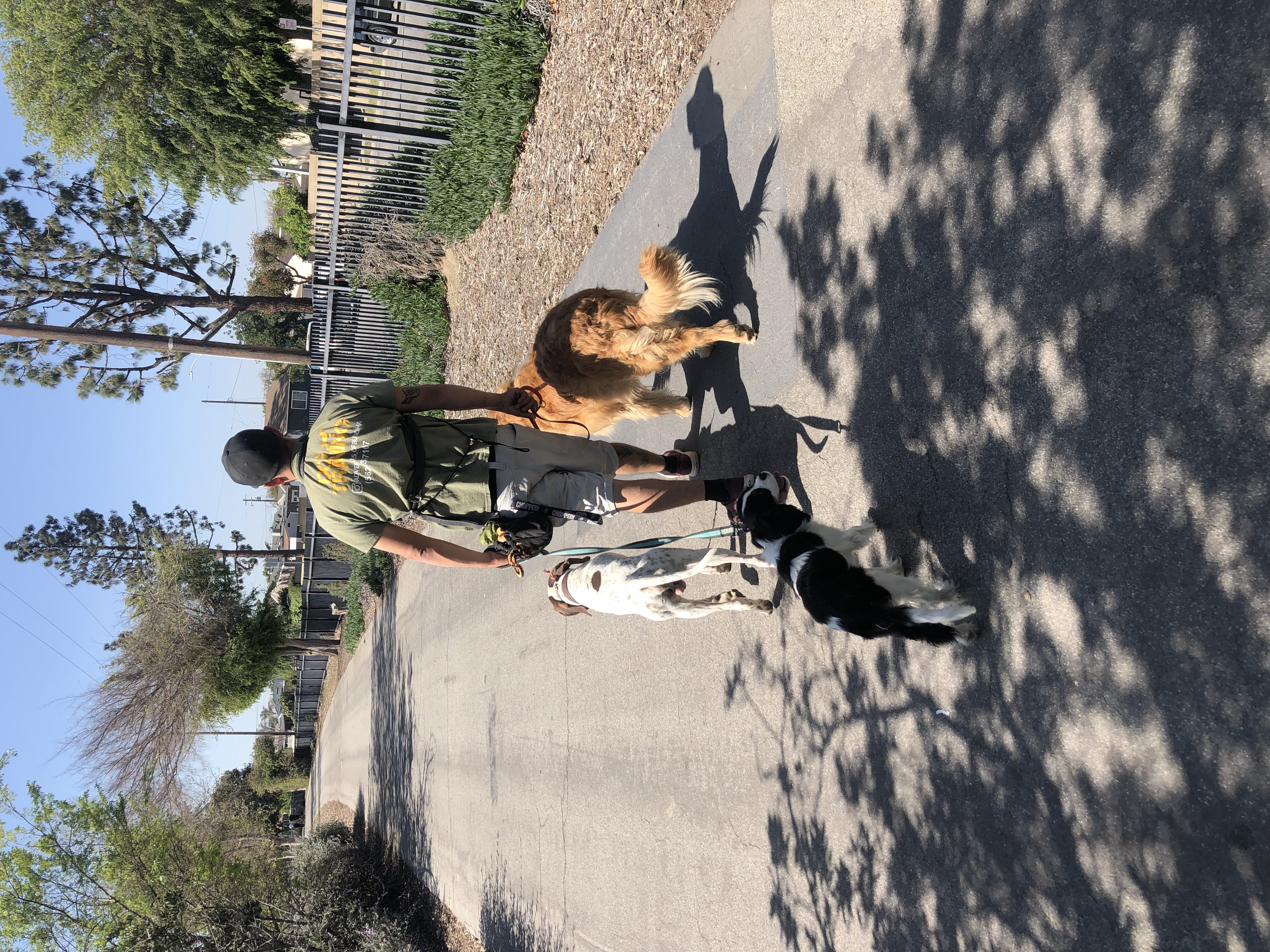 A person walking three dogs on a sidewalk in a sunny neighborhood with trees and a fence.
