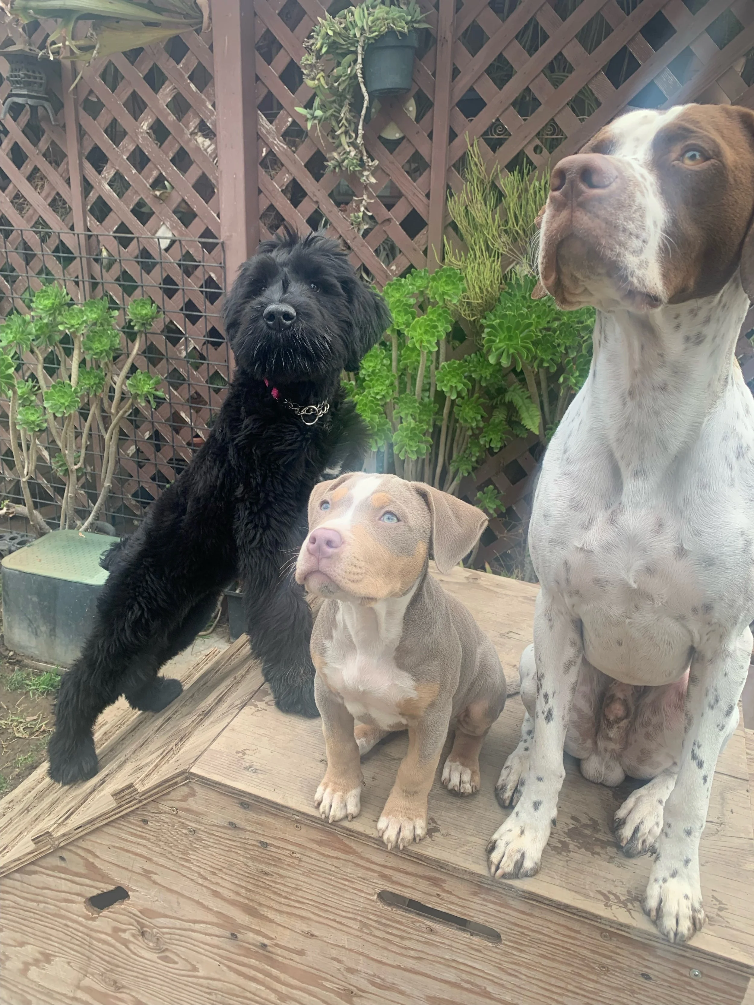 Three dogs on a wooden platform in a backyard with a lattice fence and green plants in the background.