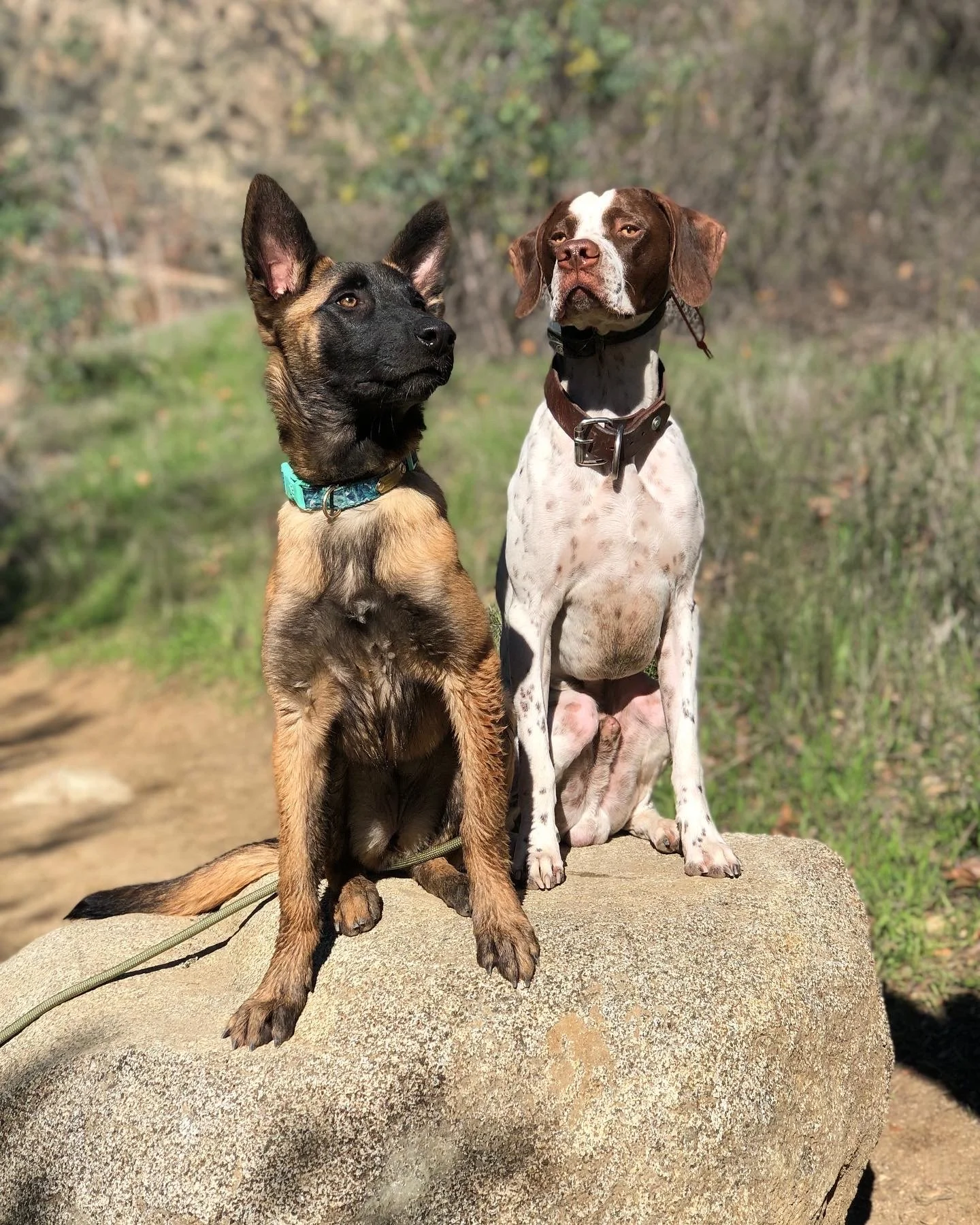 Two dogs sitting on a large rock outdoors, with trees and grass in the background.