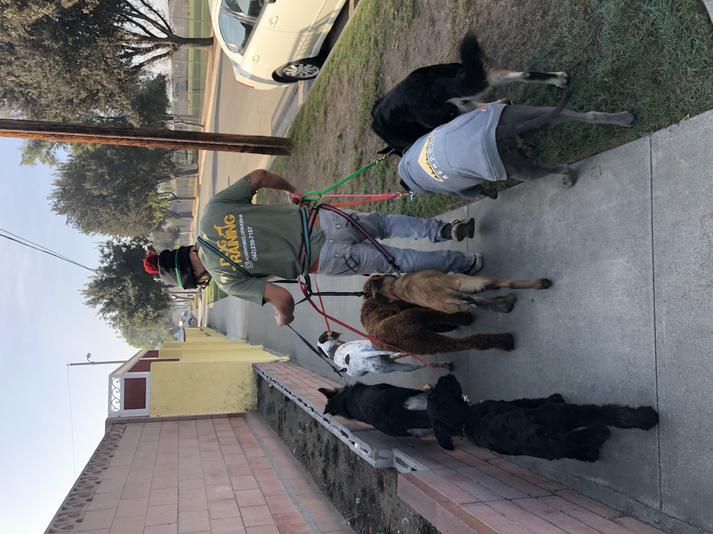 A man walking six dogs on leashes along a sidewalk in a neighborhood. The man is wearing a green shirt, gray pants, black gloves, and a red and black beanie. The dogs are of various breeds and sizes, some with harnesses and some on regular leashes. T