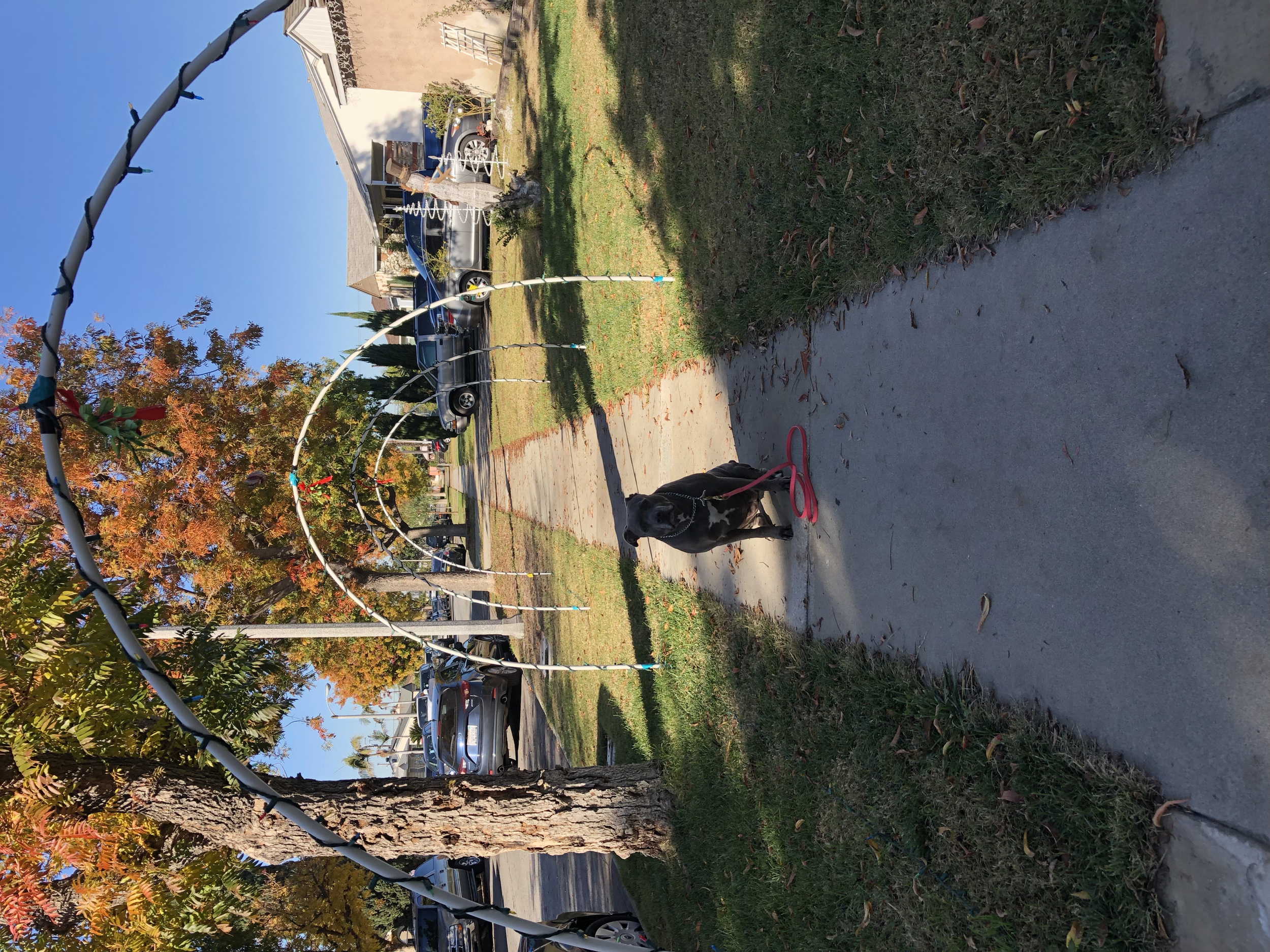 Black dog sitting on sidewalk with red leash, in front of a small town or neighborhood street, with trees with fall-colored leaves, parked cars, and houses in the background.